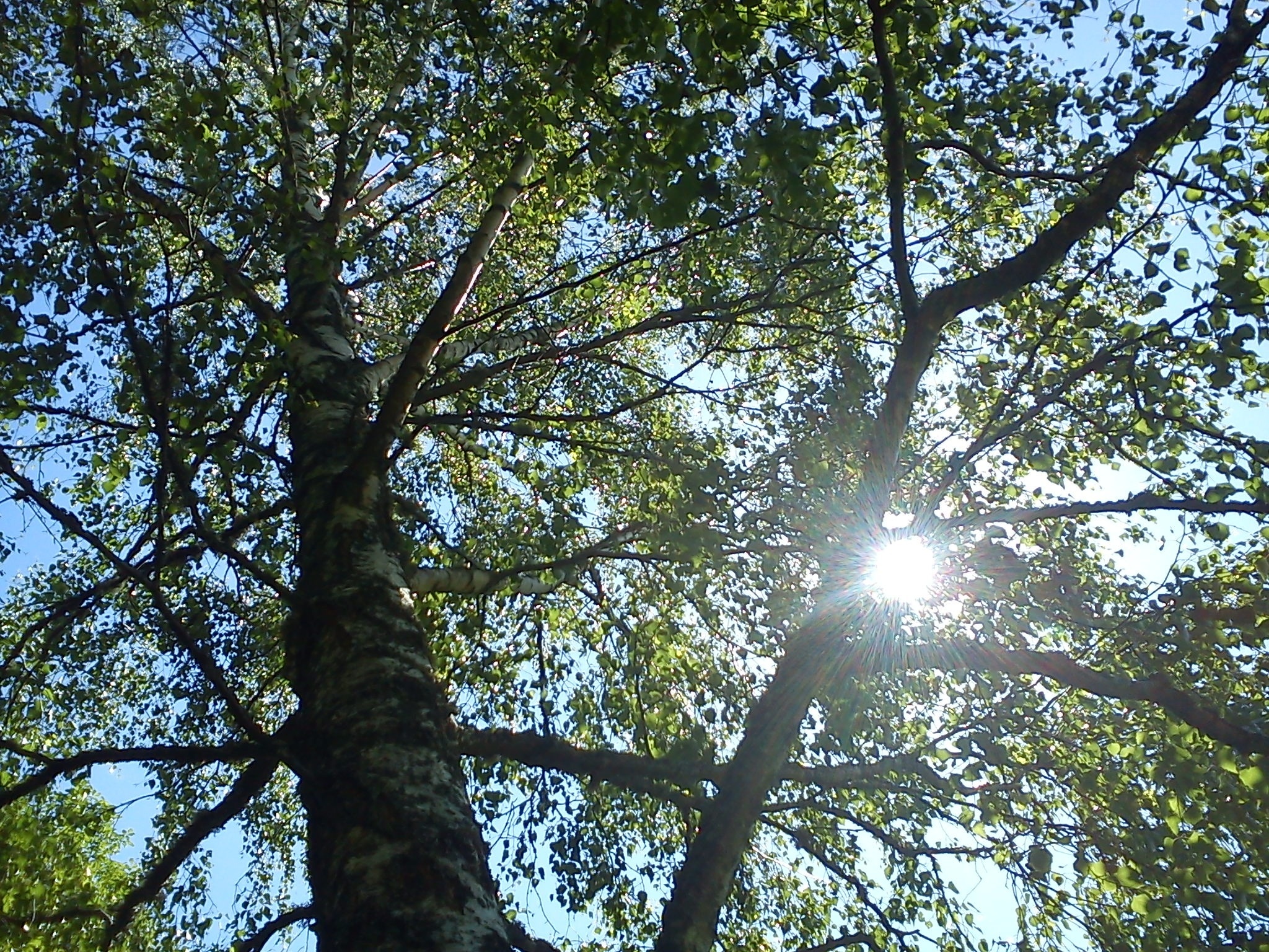 Birch Tree, Free, Image, Peakpx, 2050x1540 HD Desktop