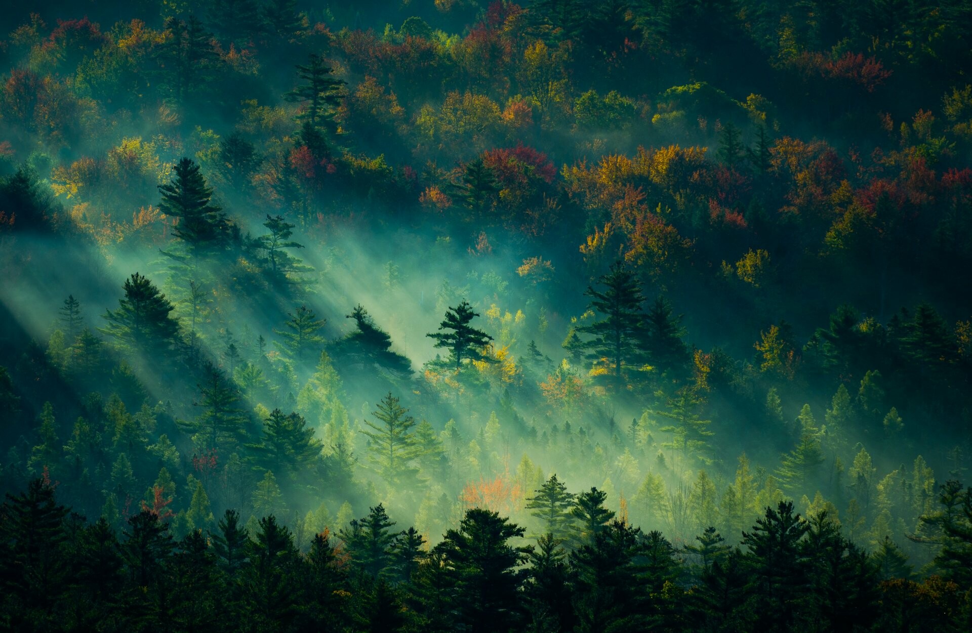 Ultra HD forest, Nature beauty, Pine trees, Misty sunrise, 1920x1260 HD Desktop