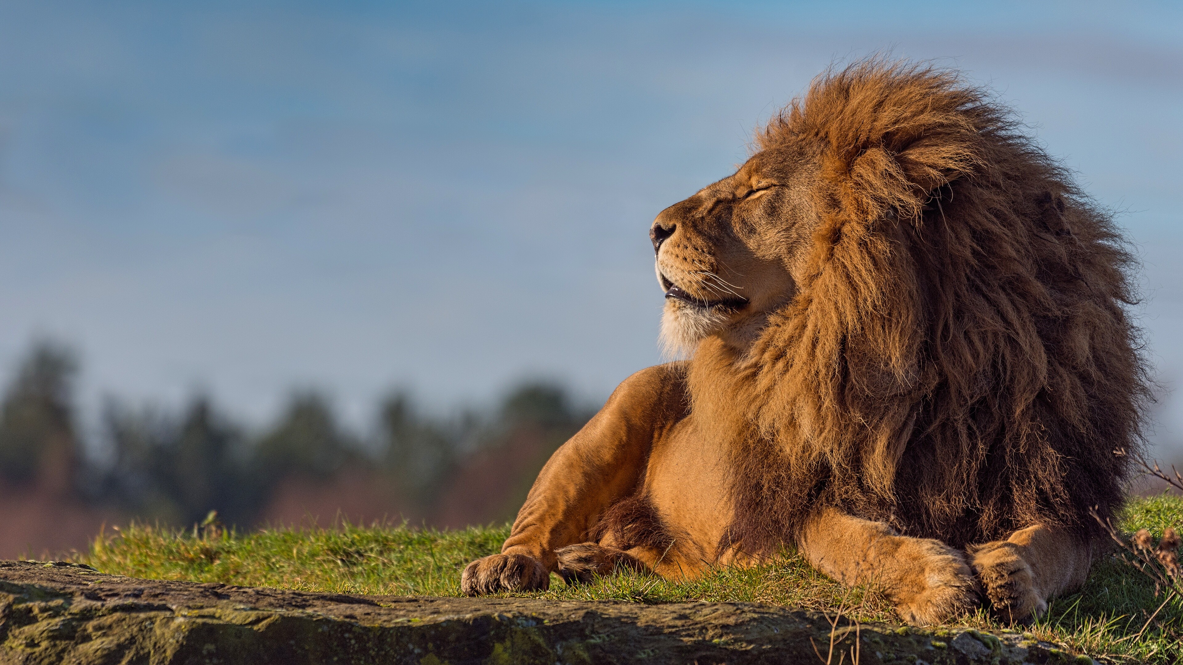 Lion: Lions have been kept in menageries since the time of the Roman Empire and have been a key species sought for exhibition in zoological gardens across the world since the late 18th century. 3840x2160 4K Background.