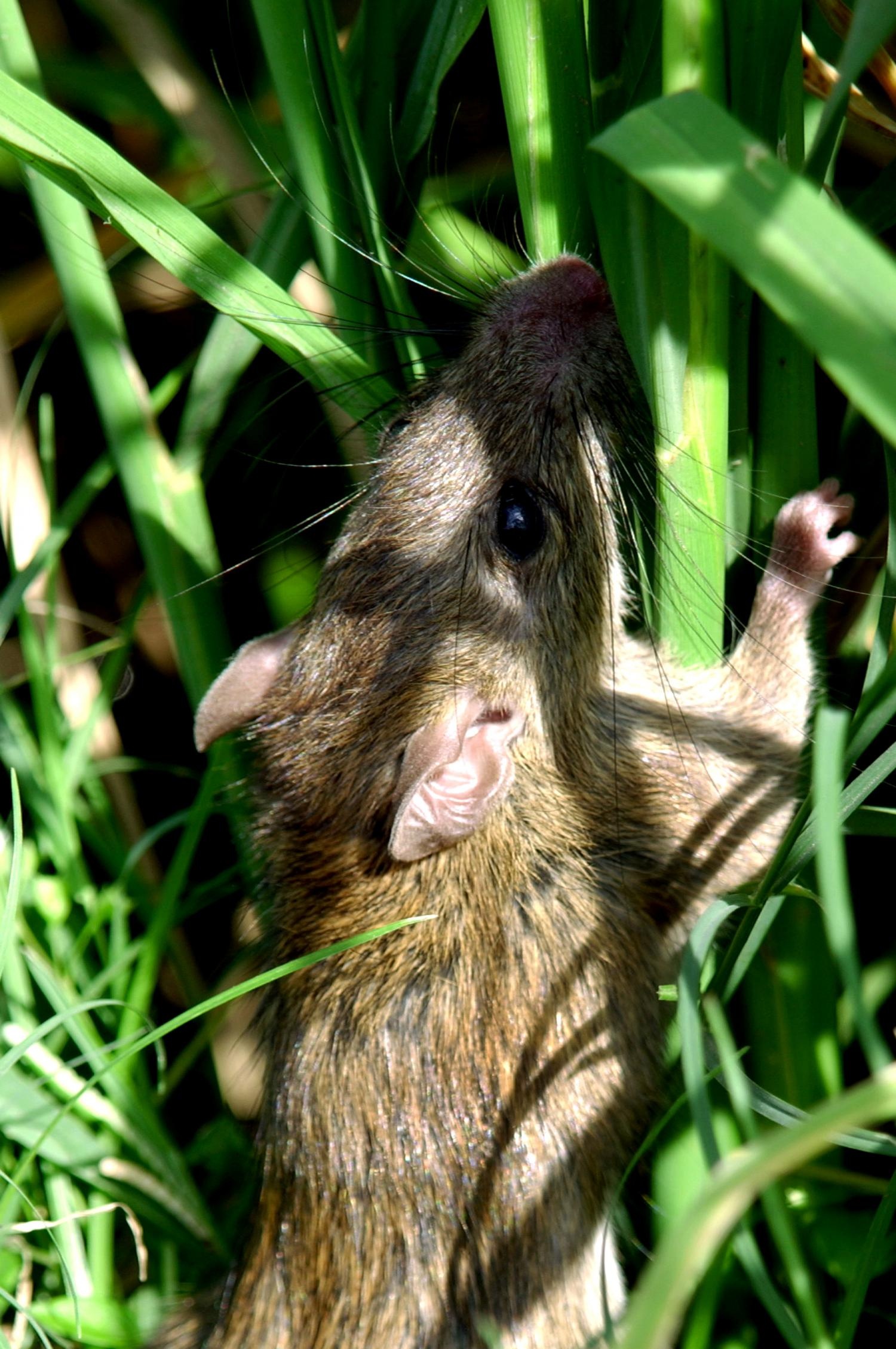 Rice Field Rat Photos, Farmland Rodents, Agricultural Impact, Ecological Interactions, 1500x2260 HD Phone