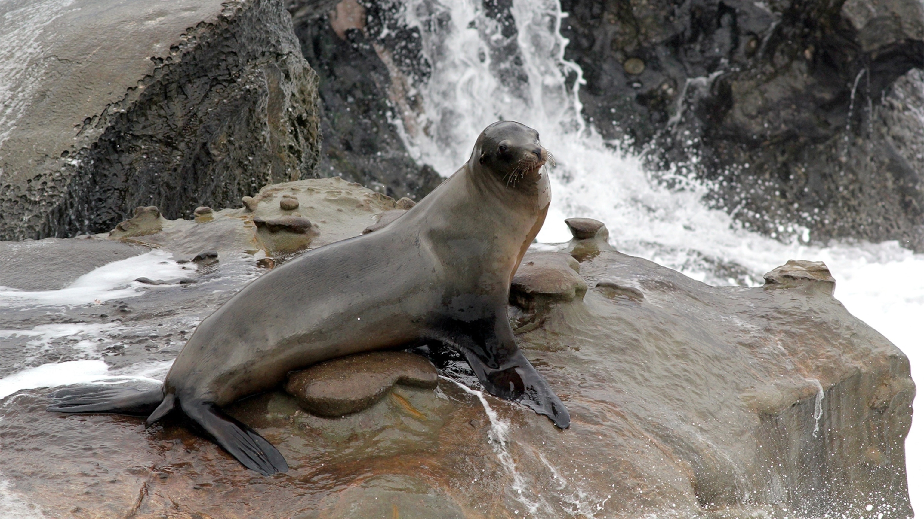 California sea lion, Coastal wildlife, Marine habitats, Captivating marine fauna, 3080x1730 HD Desktop