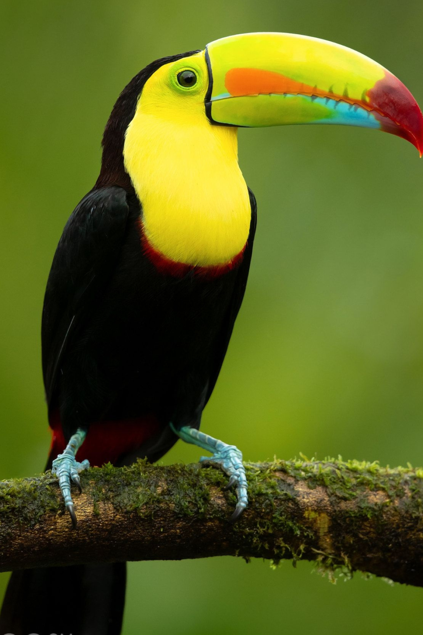 Pet bird ideas, Exotic bird species, Avian beauty, Gorgeous plumage, 1370x2050 HD Handy