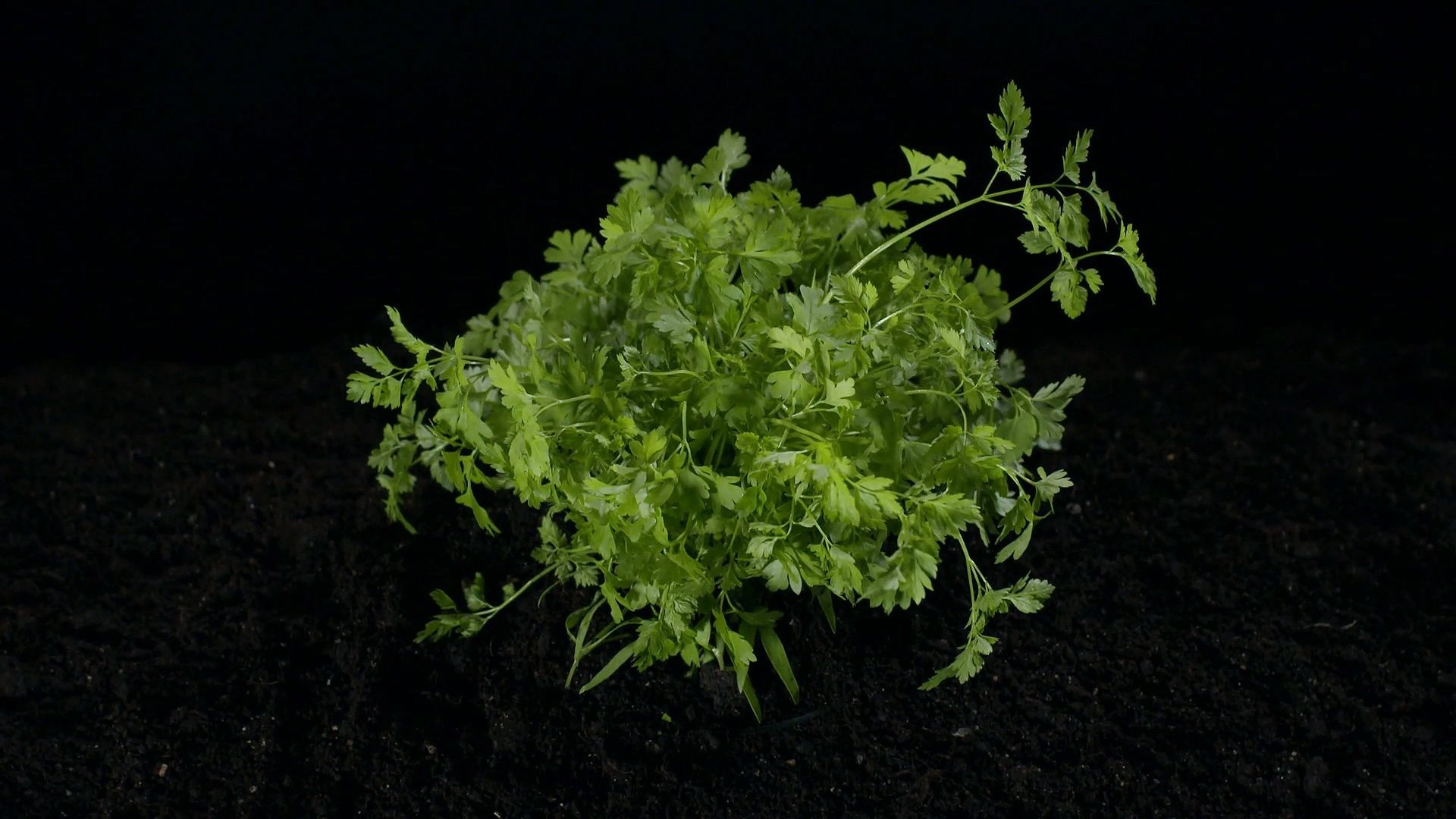 Parsley herb, Tasty and healthy, Chervil herb, Culinary versatility, 1920x1080 Full HD Desktop