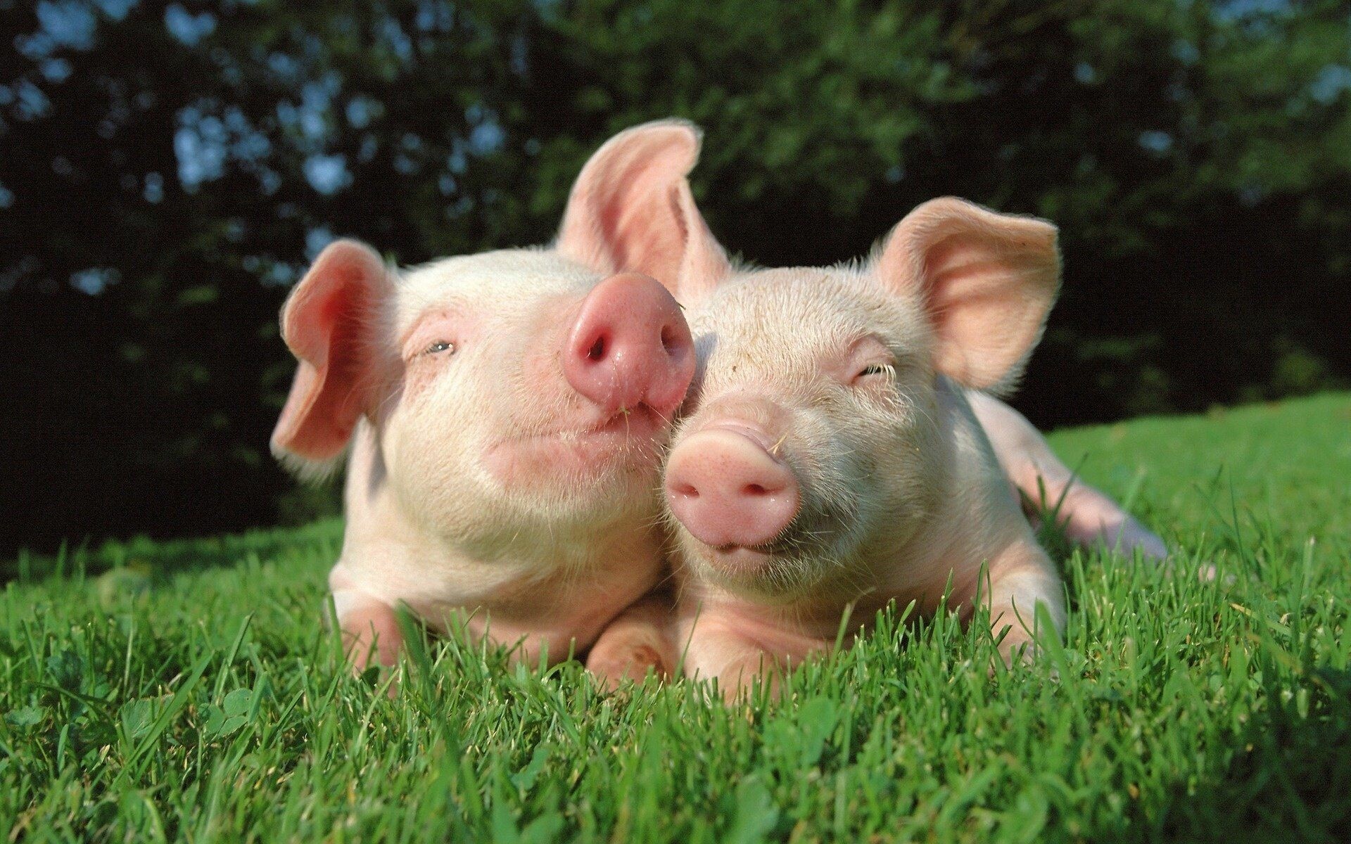 Pig wallpapers in HD, Charming and cute, Adorable farm animals, Playful antics, 1920x1200 HD Desktop