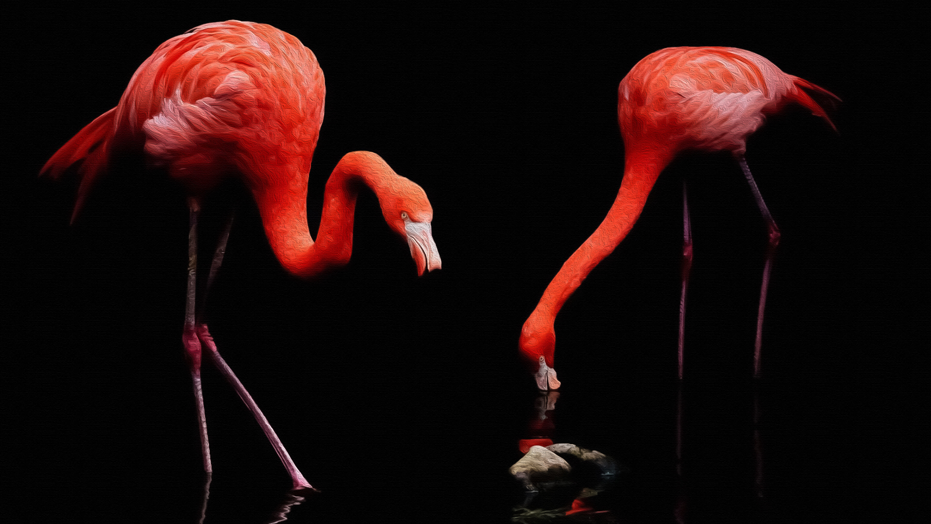 Flamingo: Wading birds in the family Phoenicopteridae. 3840x2160 4K Background.