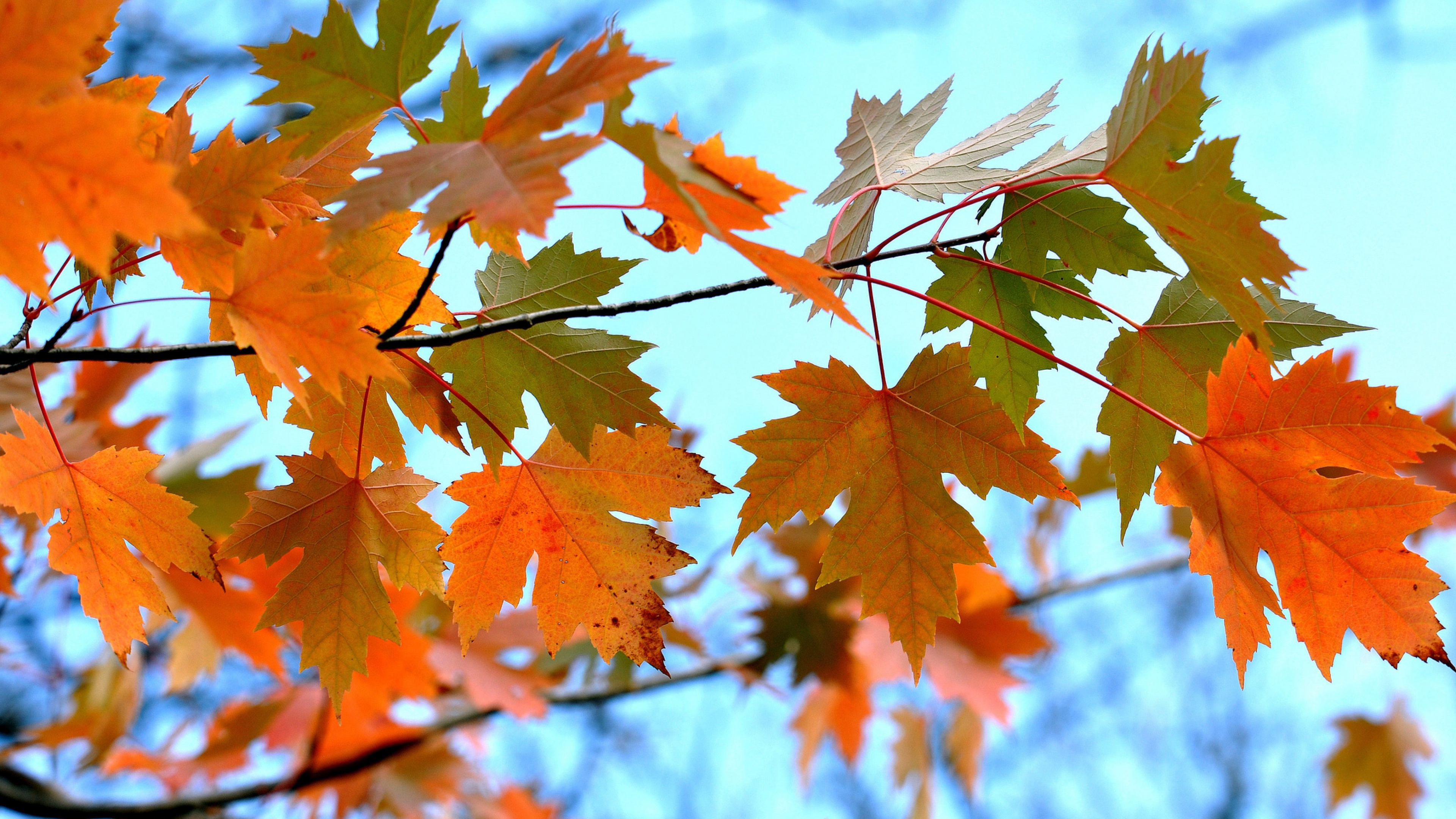 Maple leaves branches, HD nature, Breathtaking landscapes, Captivating scenes, 3840x2160 4K Desktop