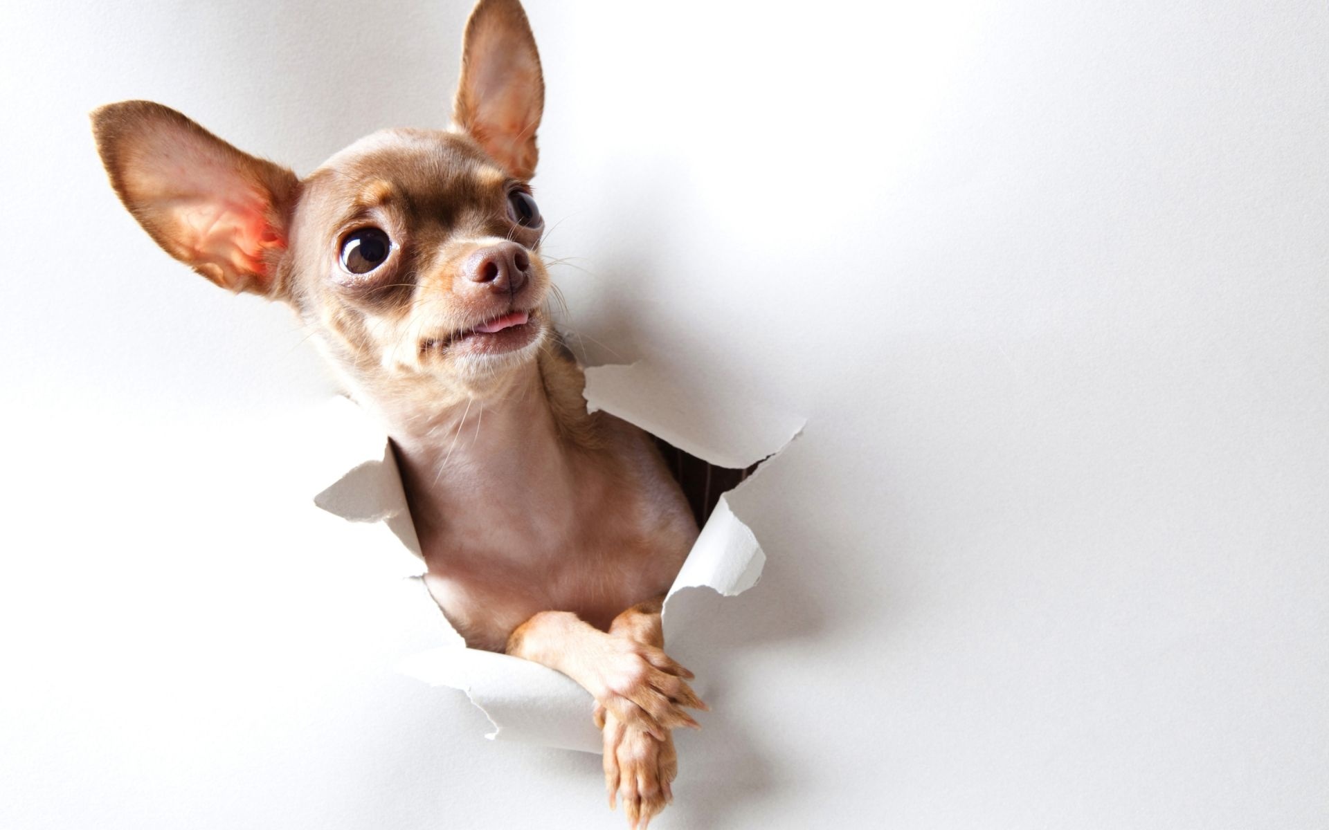 Funny dog pictures, Chihuahua edition, Cute canine moments, Daily wallpaper, 1920x1200 HD Desktop