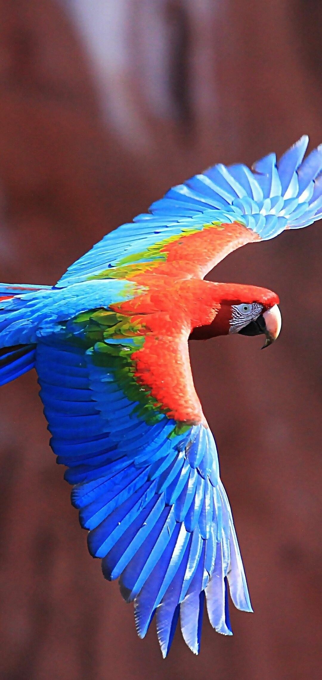Bird: Macaw, Parrots, Vertebrate with wings and feathers. 1080x2280 HD Background.