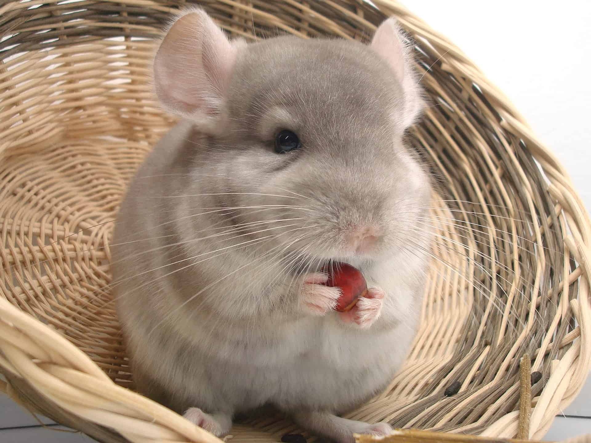Charming chinchilla, Fascinating facts, Cute and fluffy, Adorable pets, 1920x1440 HD Desktop