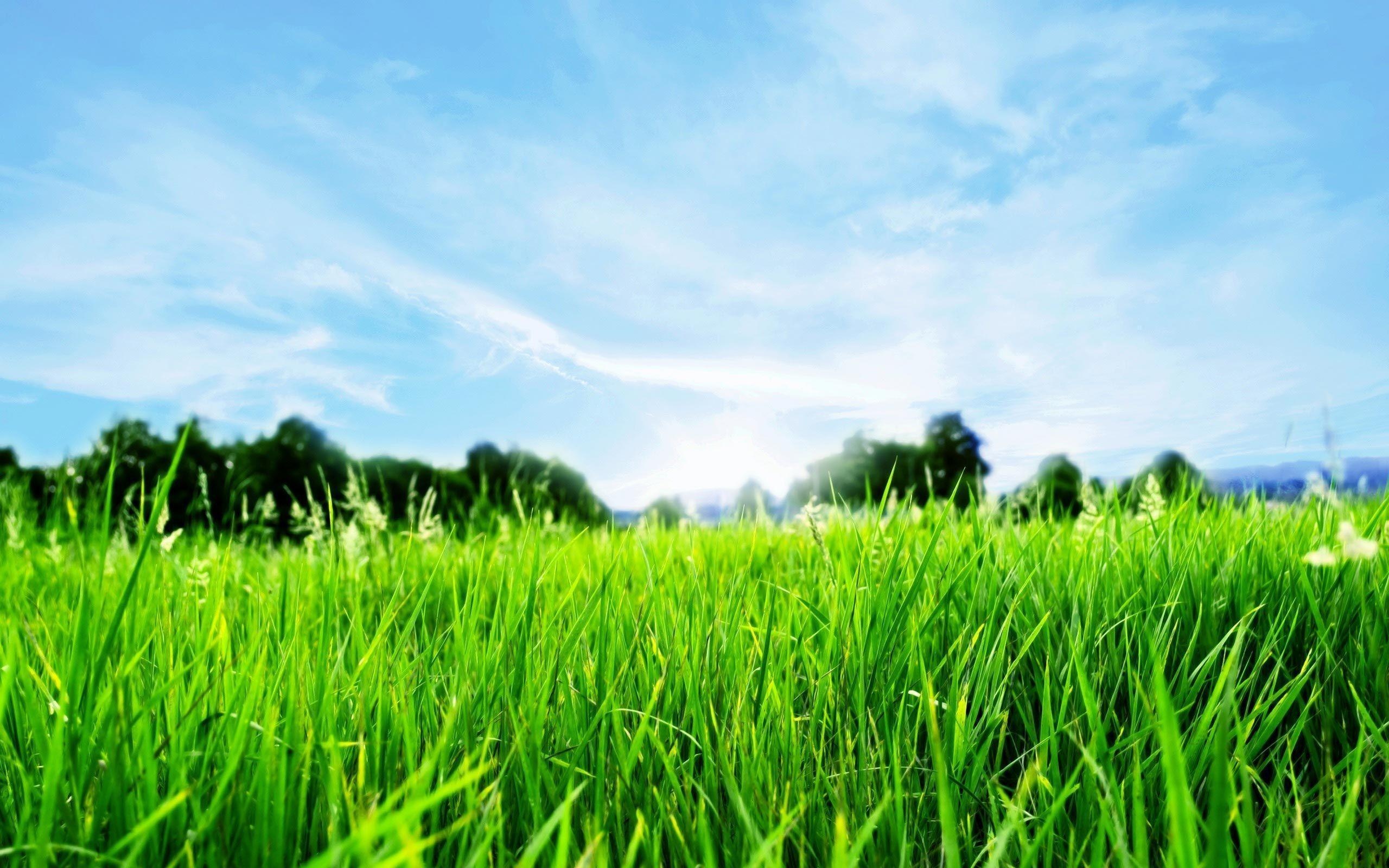 Grass and Sky: Green, Emptiness, Outskirts, Bush country, Isolated place, Unspoiled area, Sprouts. 2560x1600 HD Wallpaper.