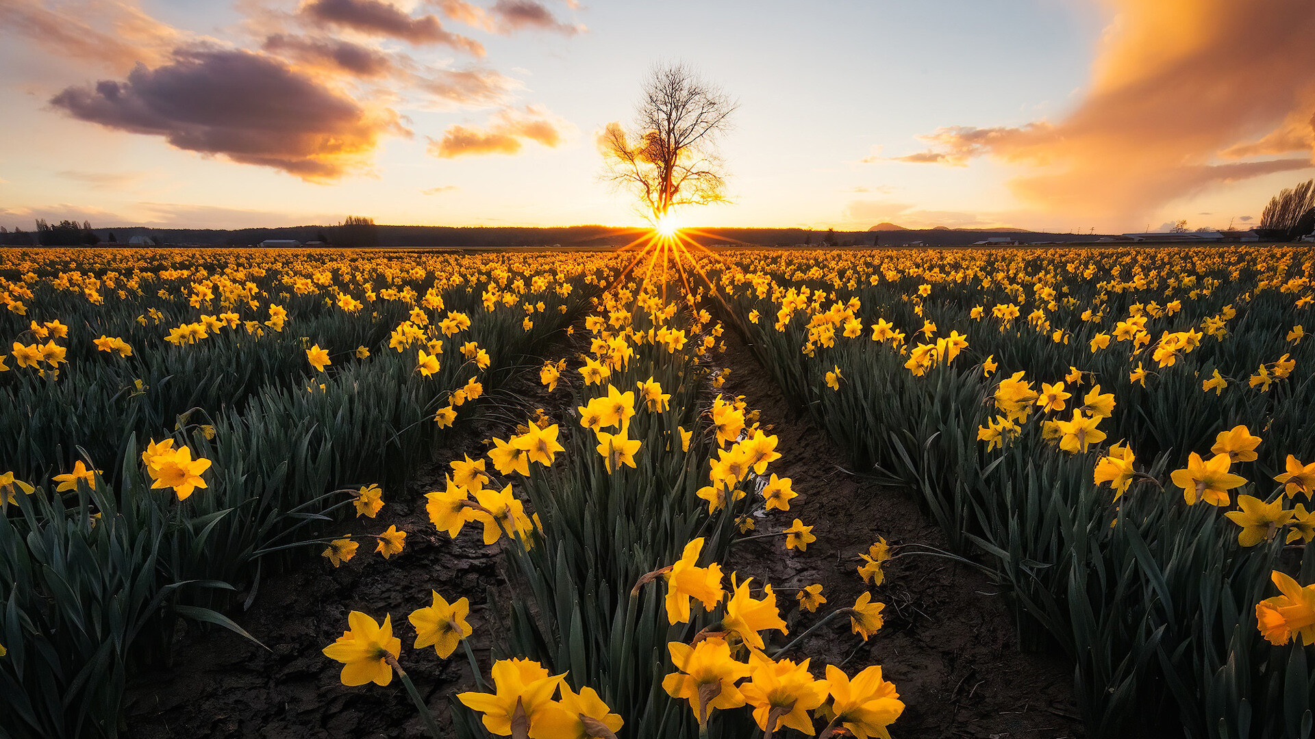 Daffodil: The distinctive flowers have six petal-like tepals, surrounding a central trumpet or corona, Scenery. 1920x1080 Full HD Background.