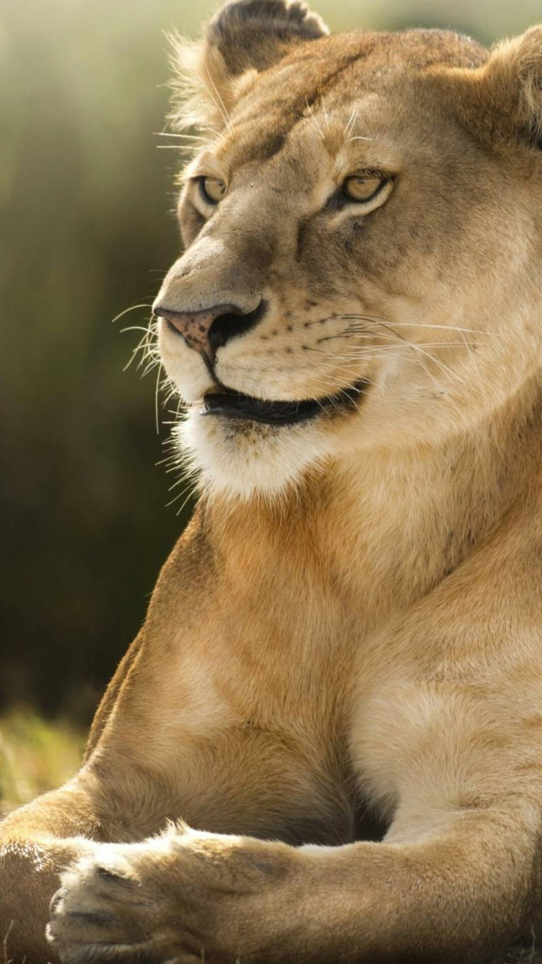Lion: One of the largest cats in the world with males being taller and heavier than females. 1080x1920 Full HD Wallpaper.