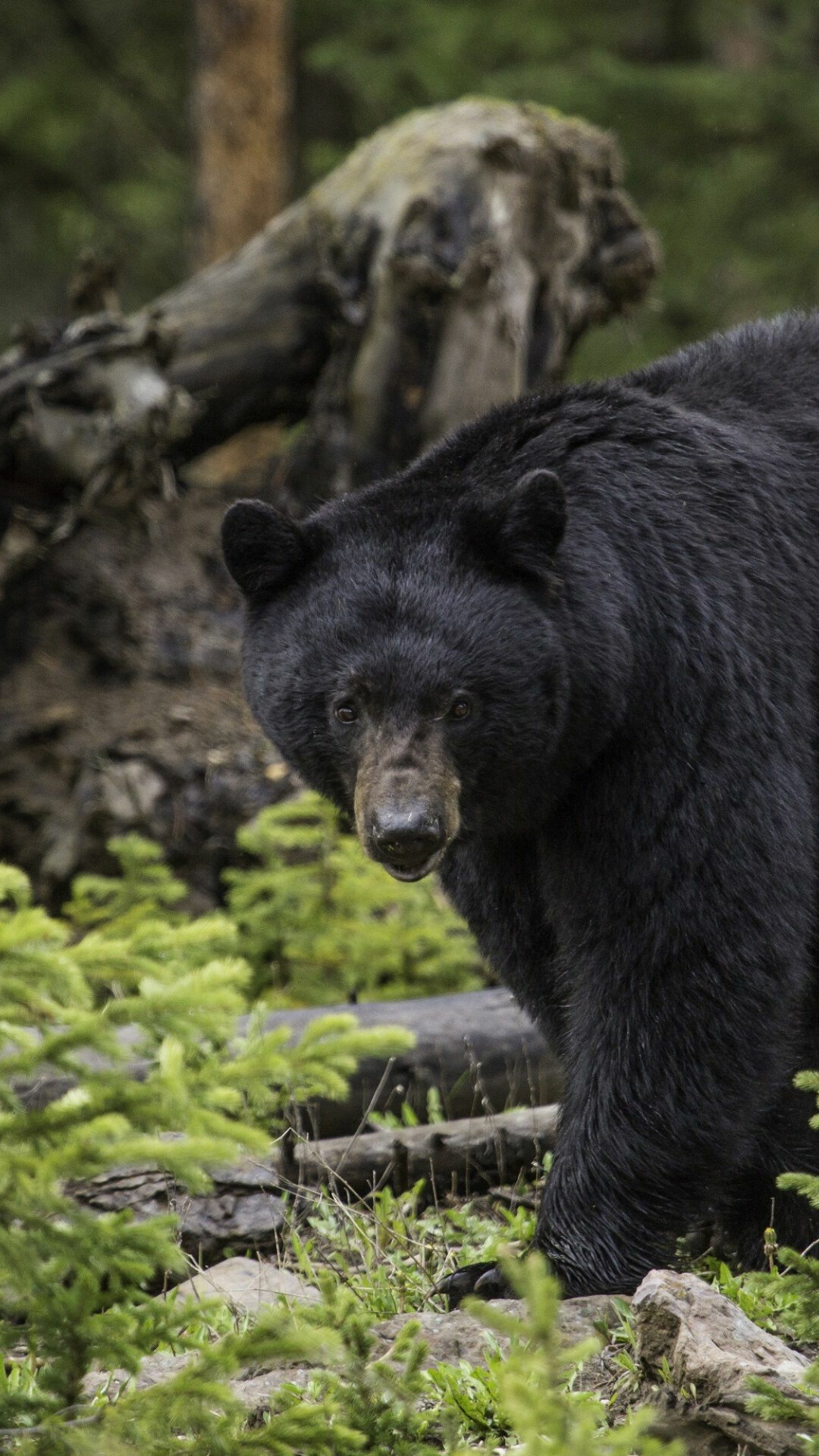 Bear: Ursus americanus, A baribal, Endemic to North America. 1080x1920 Full HD Background.