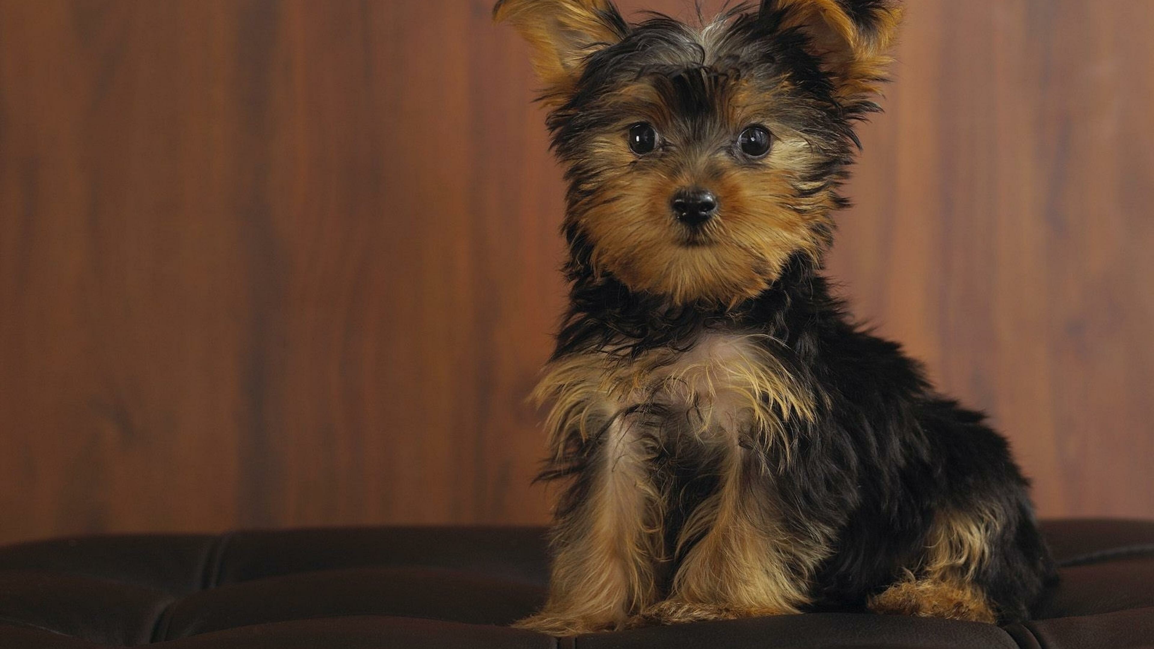 Yorkshire Terrier: One of the smallest dog breeds of the terrier type. 3840x2160 4K Background.