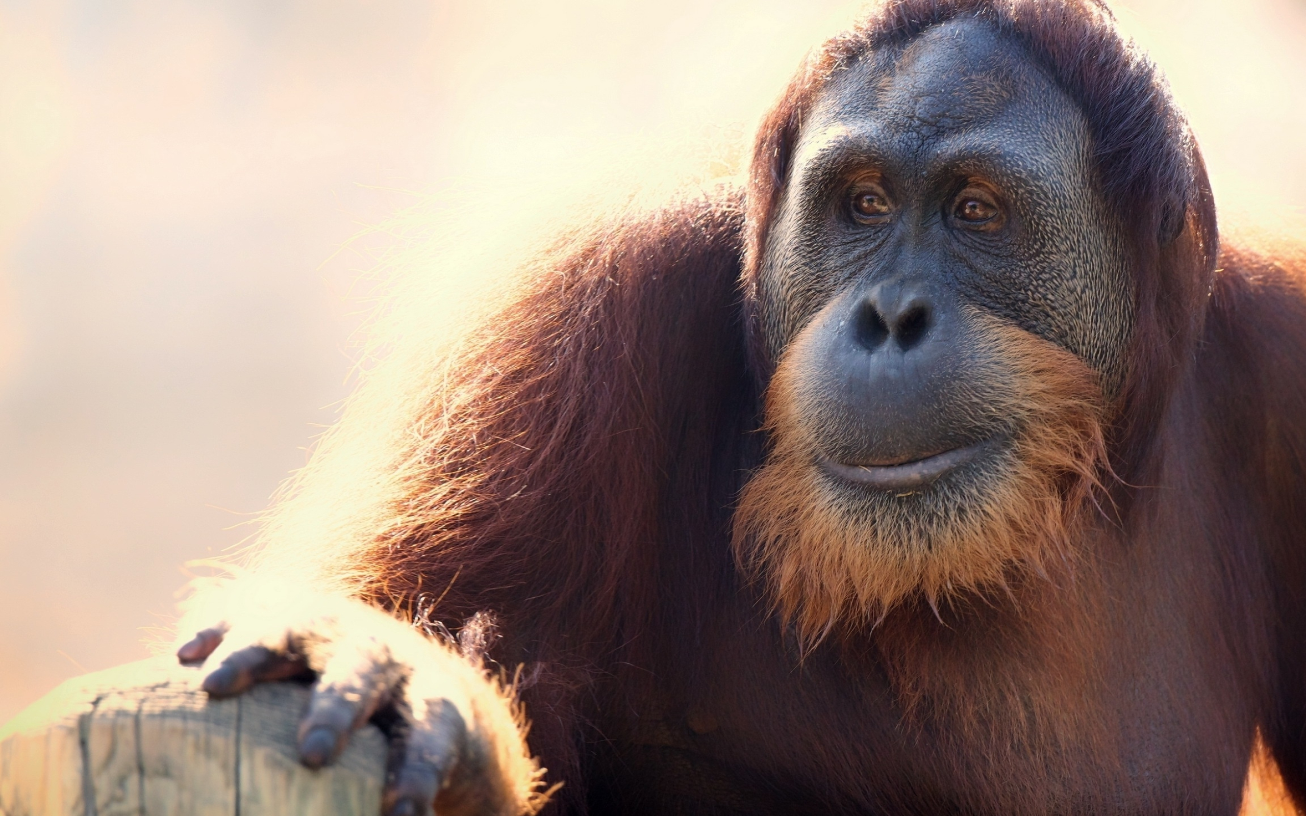 Orangutan, Gazing into distance, Serene moment, Animal wonder, 2560x1600 HD Desktop