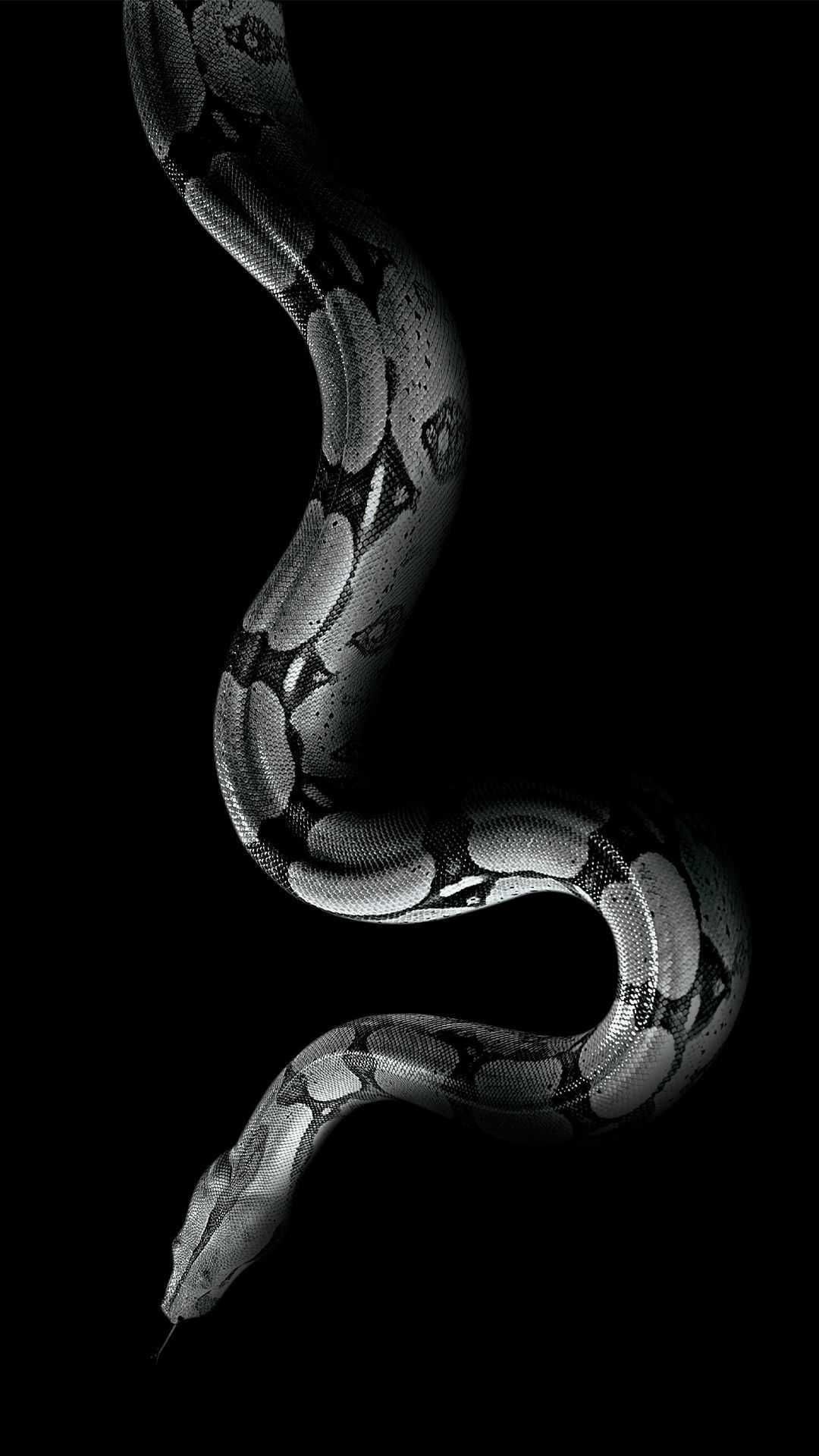 Boa Constrictor, HD snake wallpaper, Carnivorous, Limbless, 1080x1920 Full HD Phone