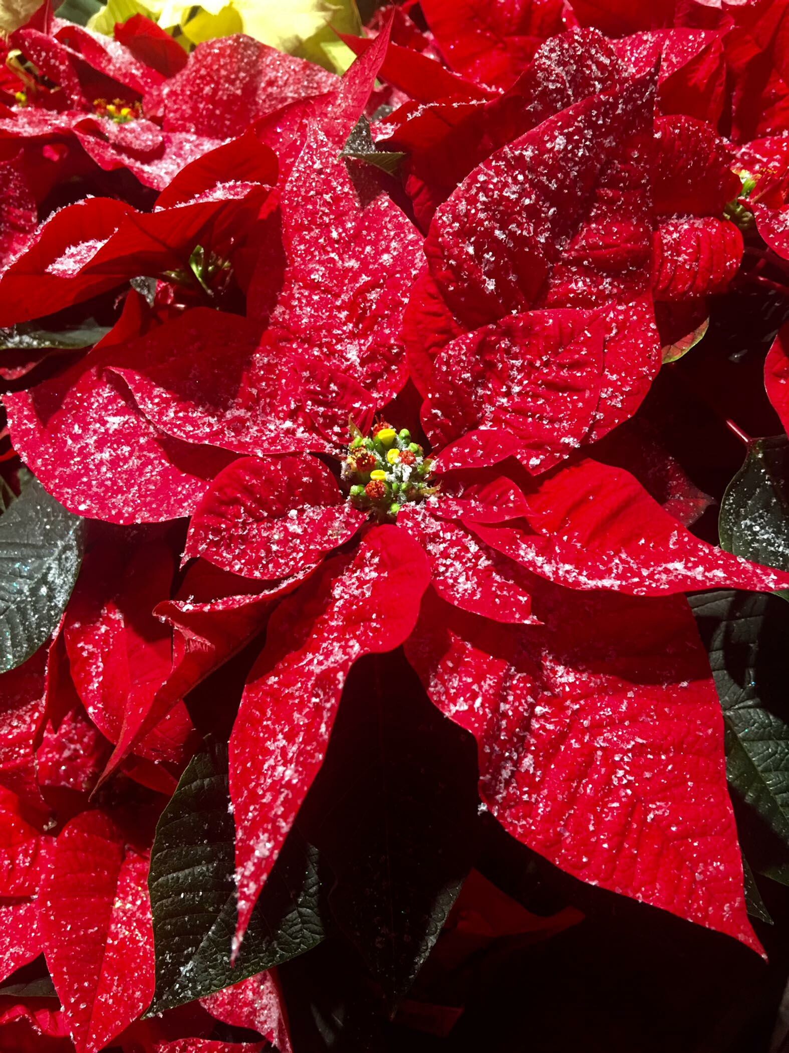Poinsettia: Garden plants, The world's most economically important potted plant. 1580x2100 HD Background.