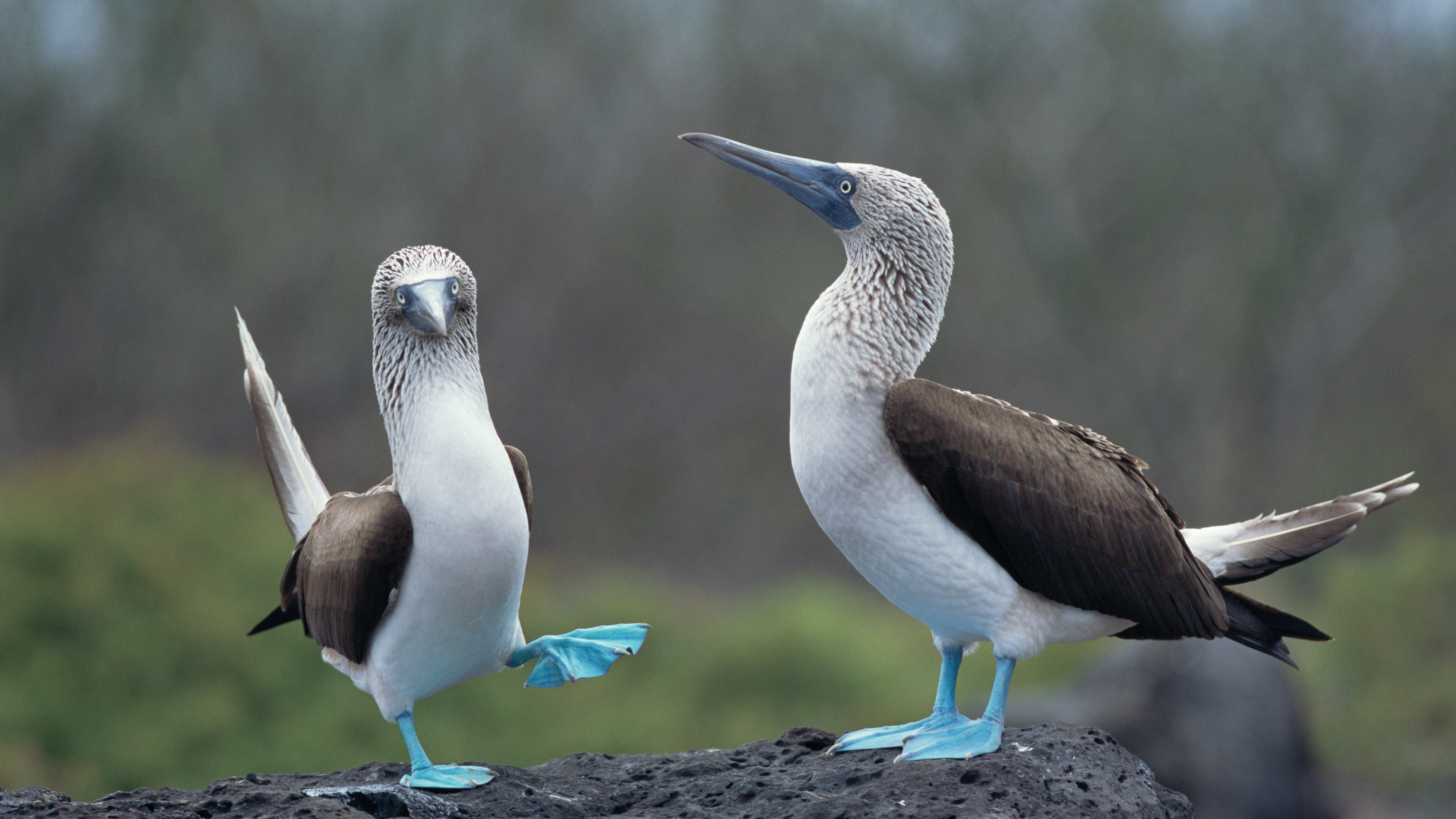 Galapagos, Revealing true colors, Blue footed booby, New York Times, 3000x1690 HD Desktop