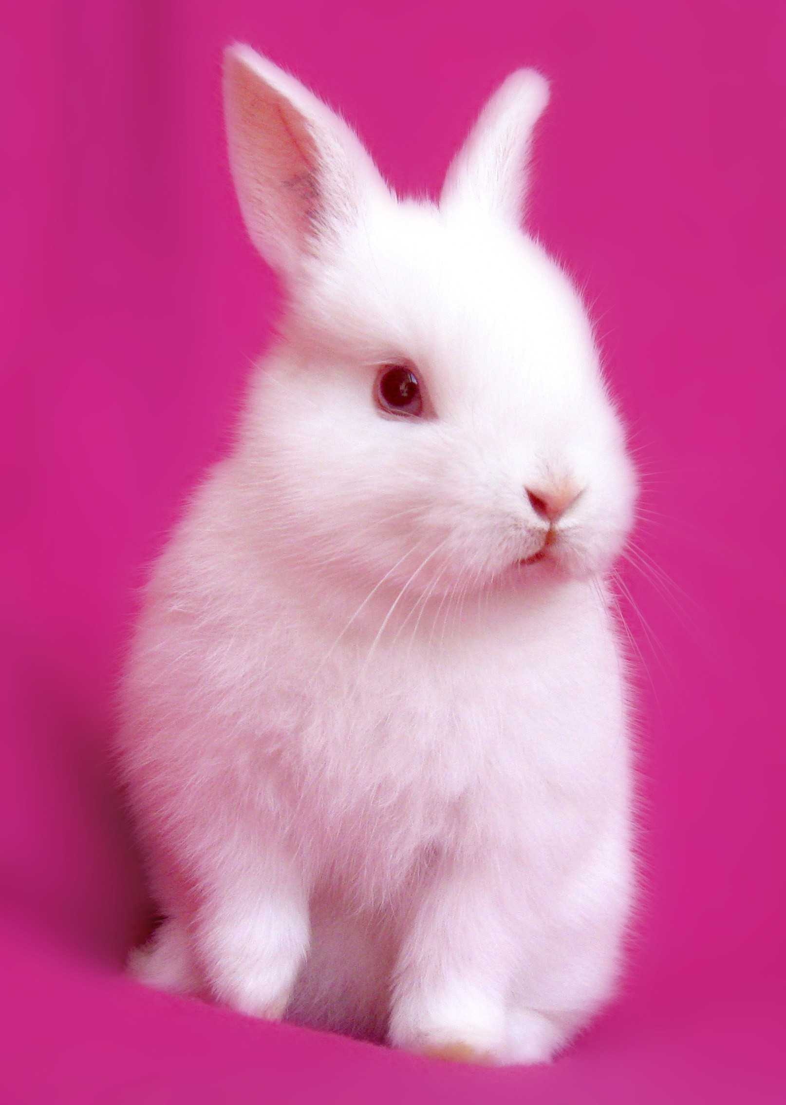 Bunny: Britannia Petite, A fancy exhibition breed, Pet. 1620x2270 HD Wallpaper.