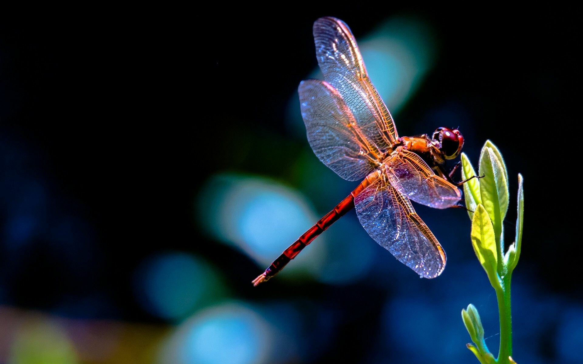 Dragonfly: Petalura gigantea has 23890 ommatidia of just one size. 1920x1200 HD Background.