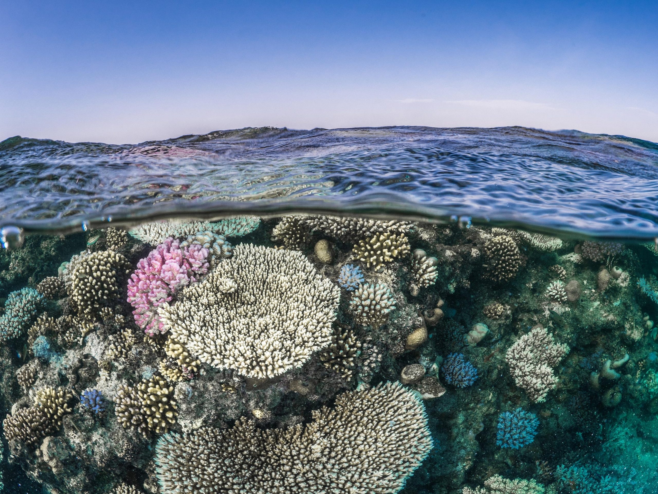 Coral Sea, Global coral reef, Key gene system, Suffocating corals, 2560x1920 HD Desktop
