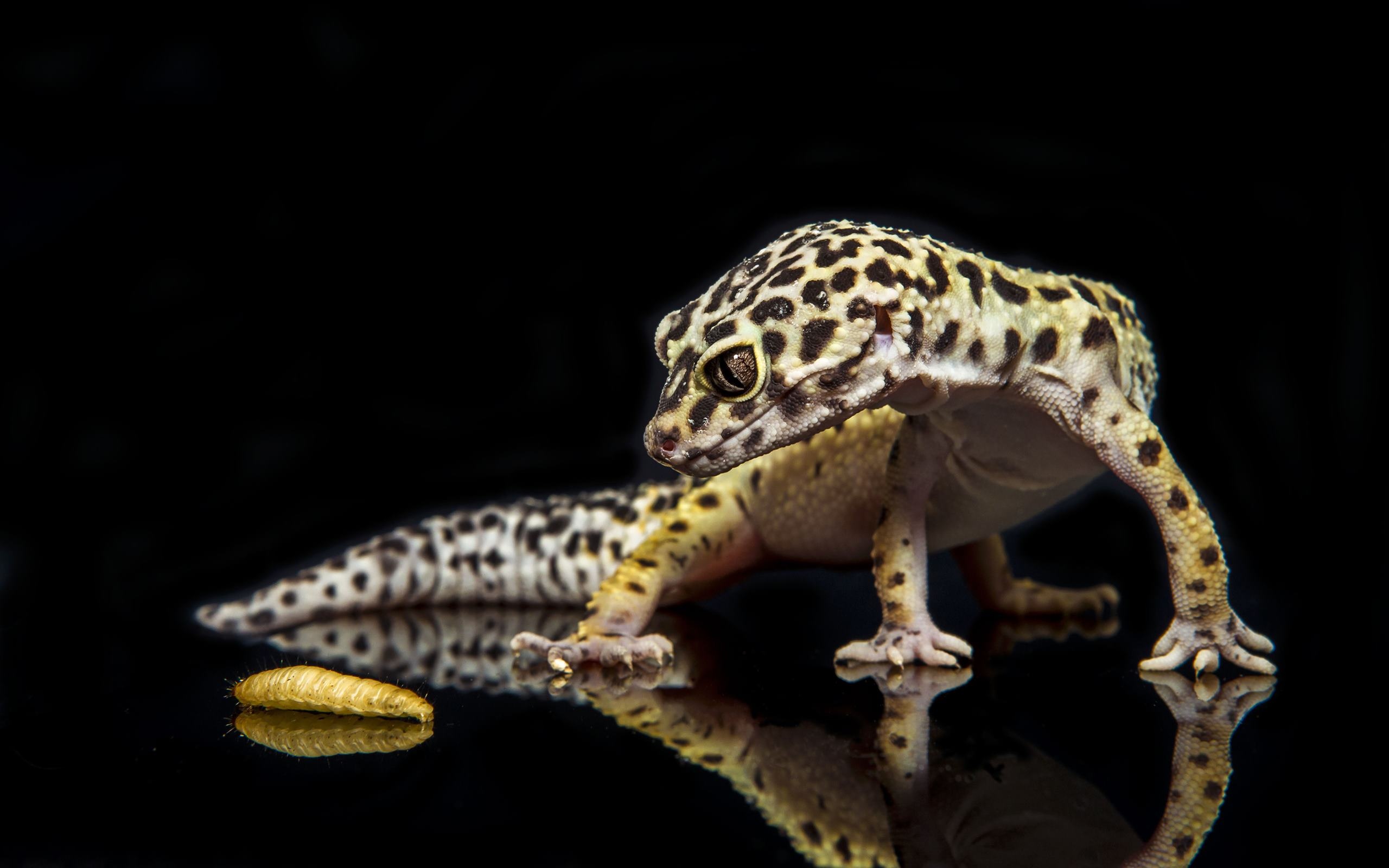 Gecko: First described in 1866 as Correlophus ciliatus by the Alphone Guichenot. 2560x1600 HD Wallpaper.