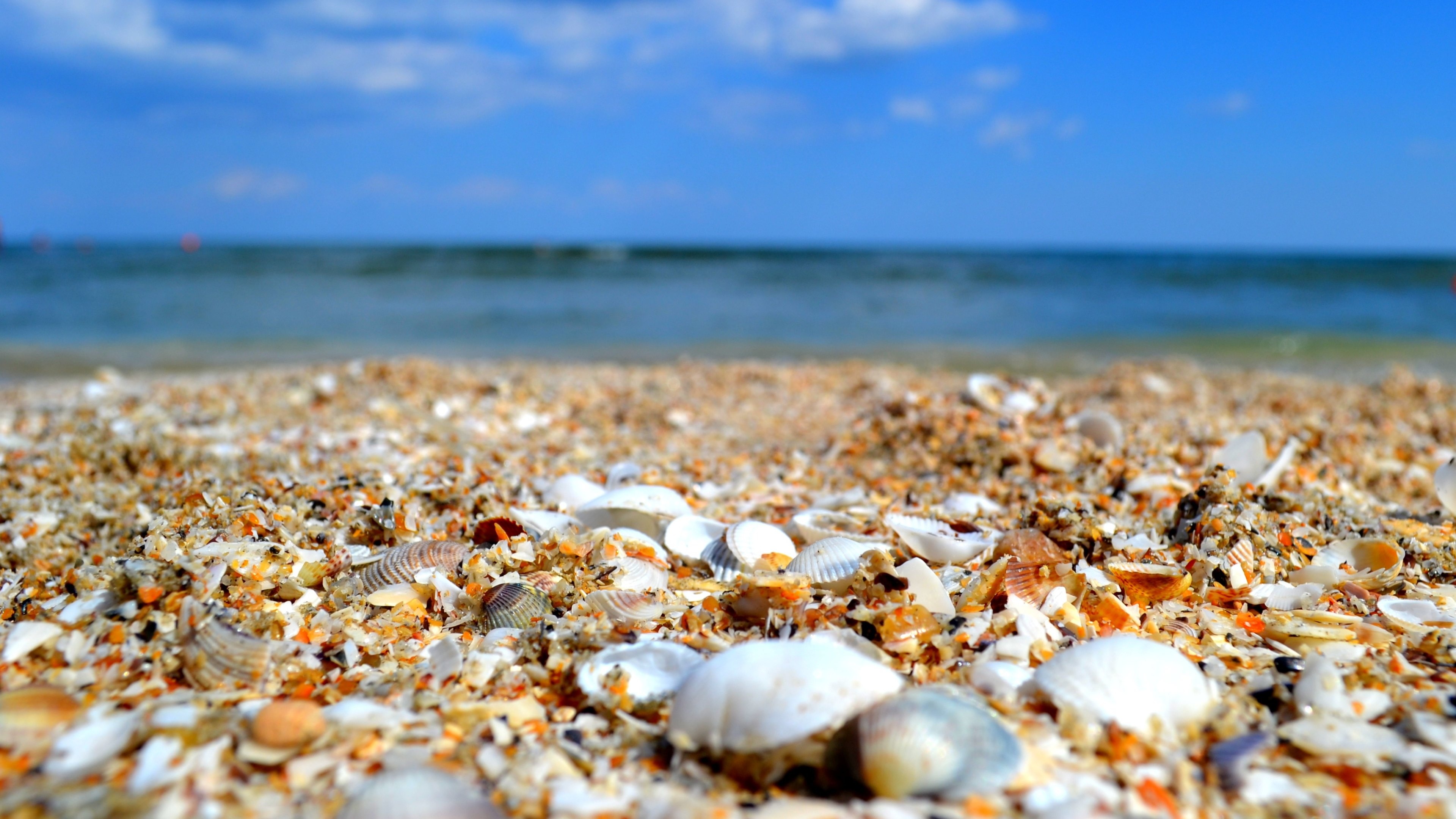 Sea Shell: Are often washed up onto a beach empty and clean. 3840x2160 4K Background.