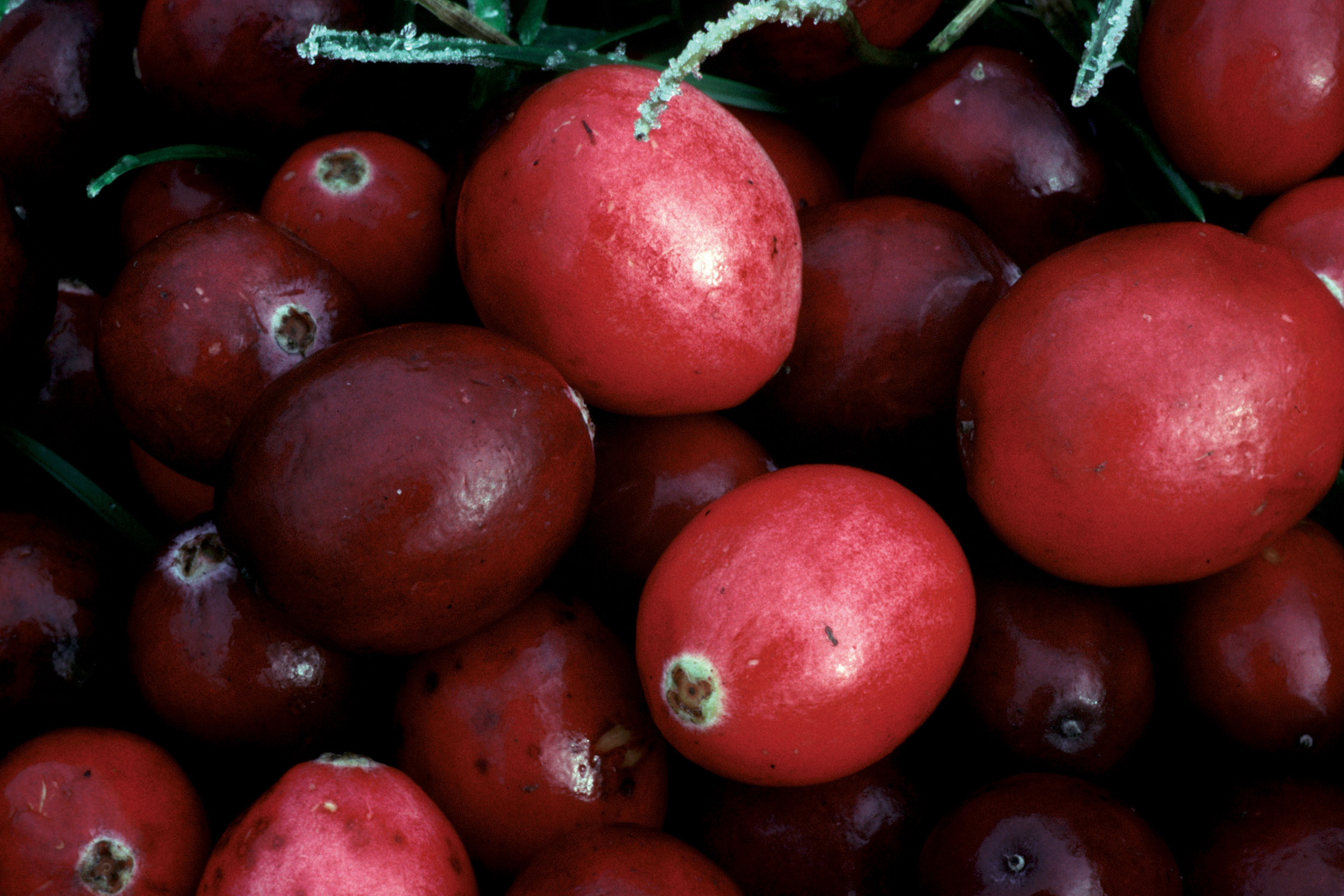 Cranberry pictures, Food HQ, Rich colors, High-resolution, 2250x1500 HD Desktop