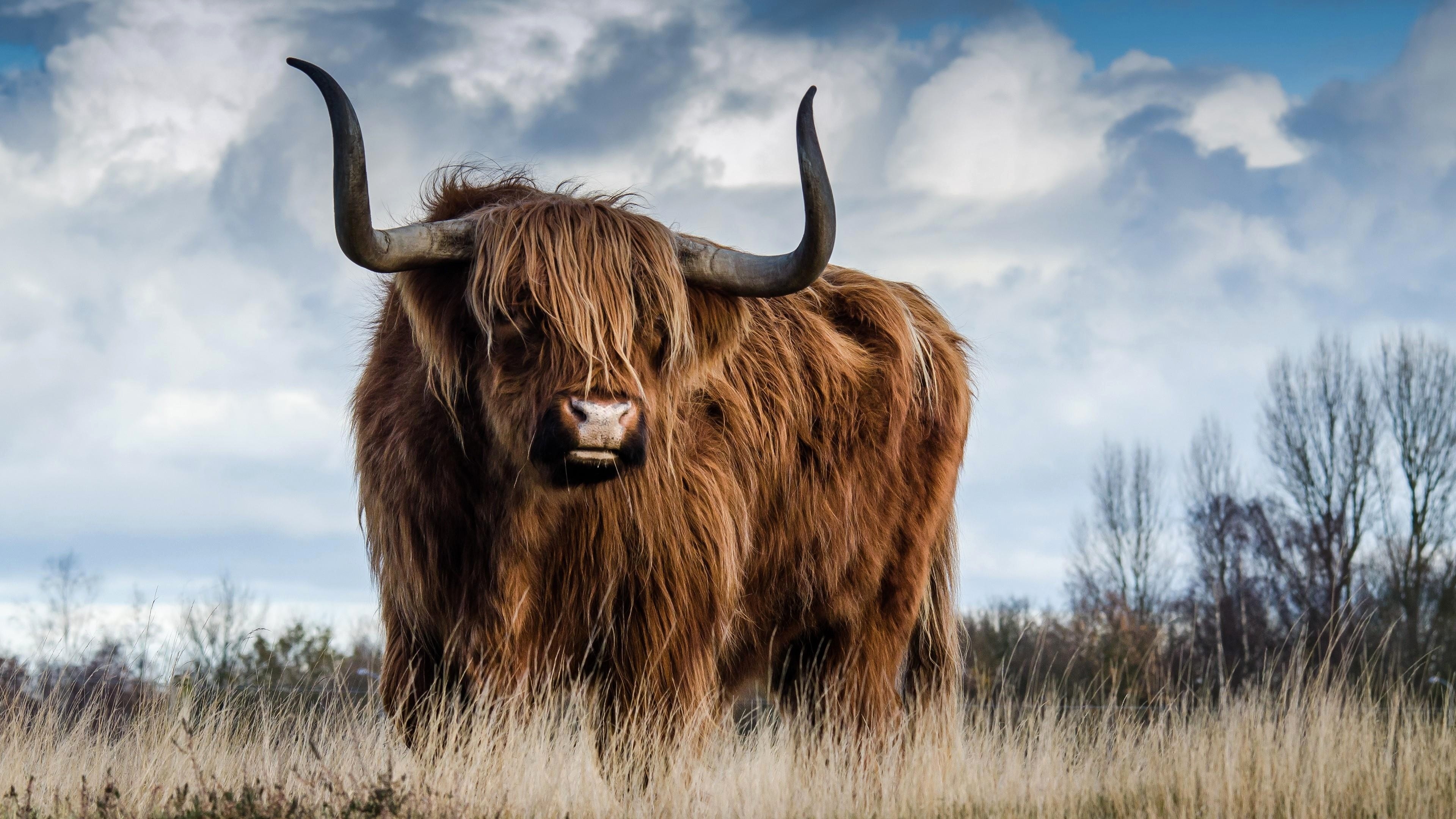 Highland cow wallpapers, Phone and desktop backgrounds, Picturesque highland scenes, Scottish livestock, 3840x2160 4K Desktop