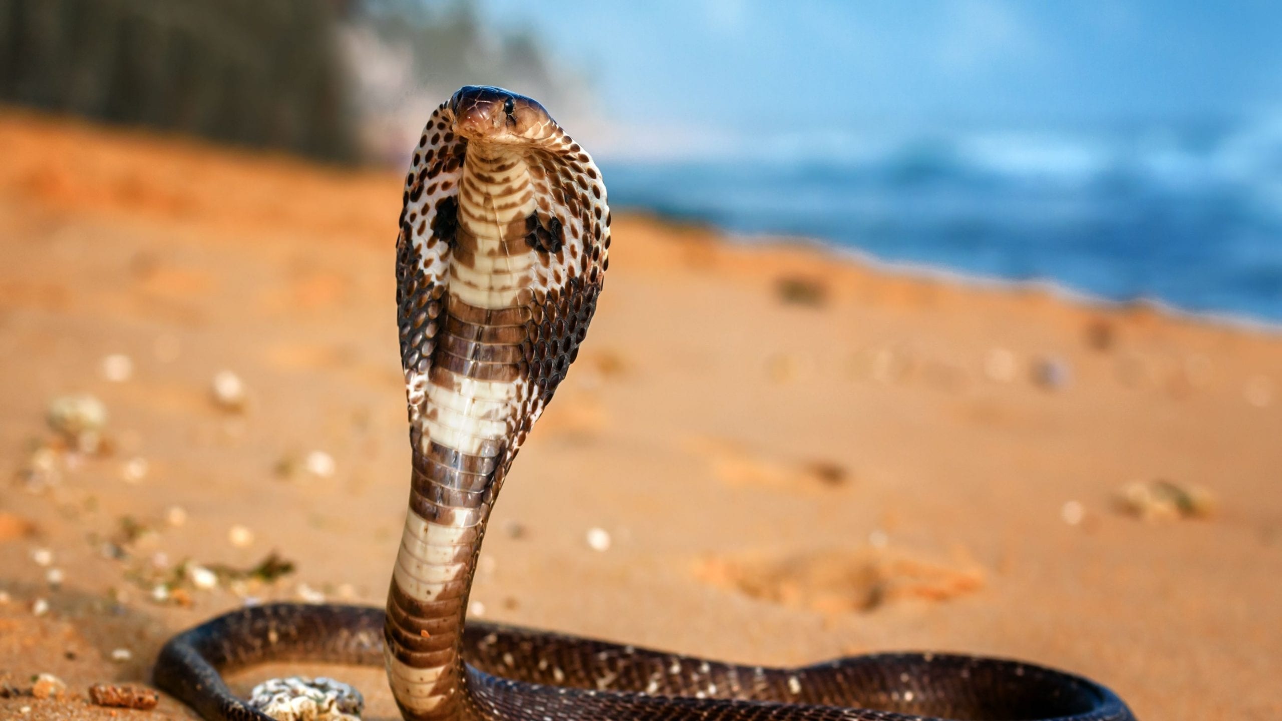 King Cobra, Care sheet, Reptile pet, Cove habitat, 2560x1440 HD Desktop