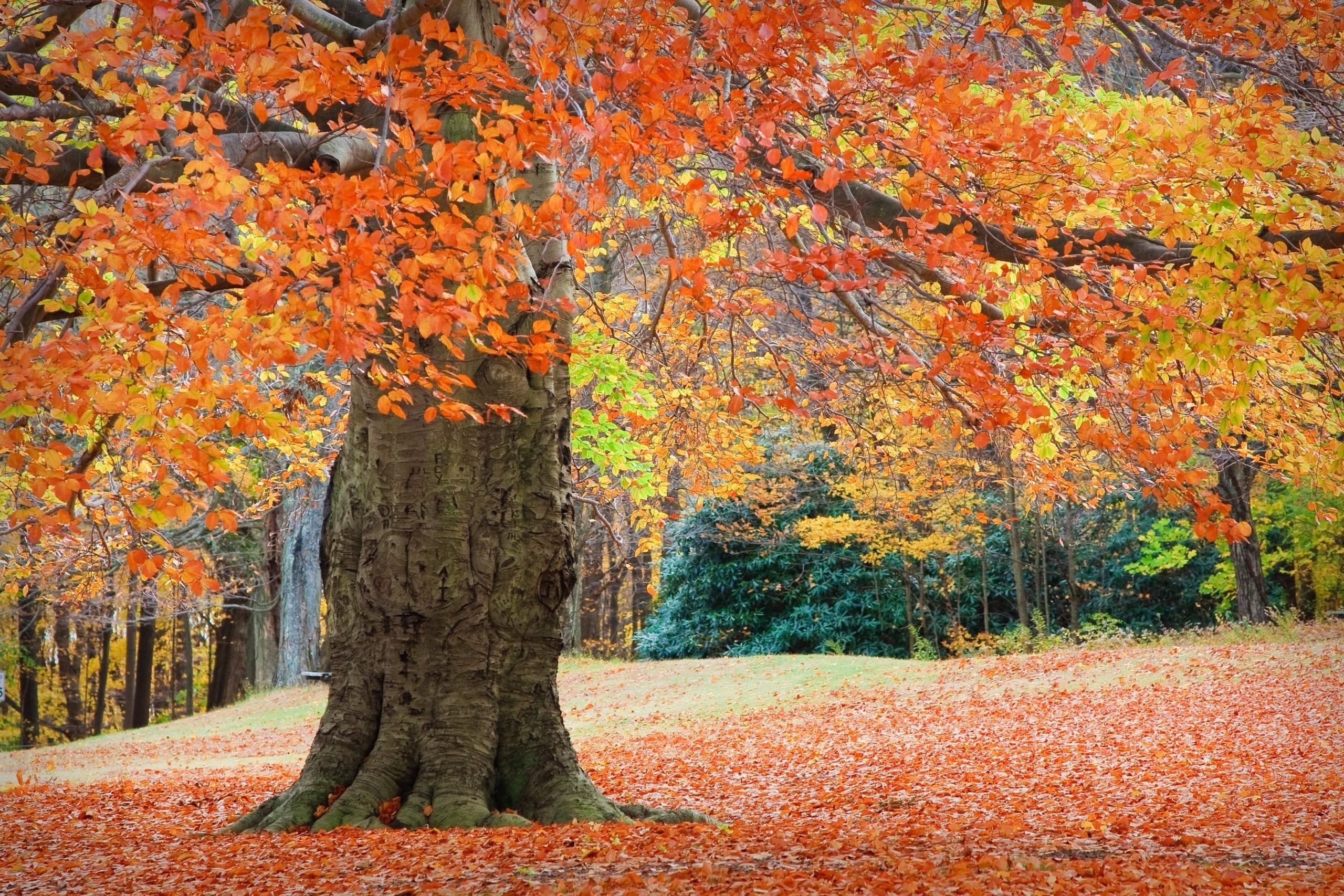 Forest carpet, Herbst Wallpaper, 2560x1710 HD Desktop