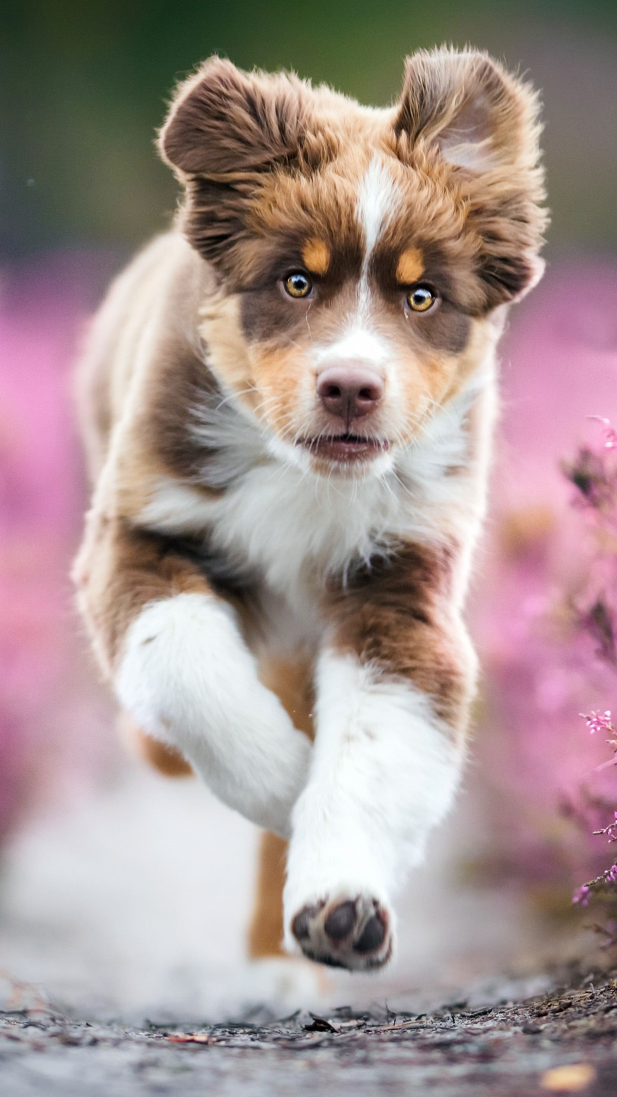 Pup ideas, Cute baby dogs, Playful companions, Heartwarming moments, 2160x3840 4K Phone