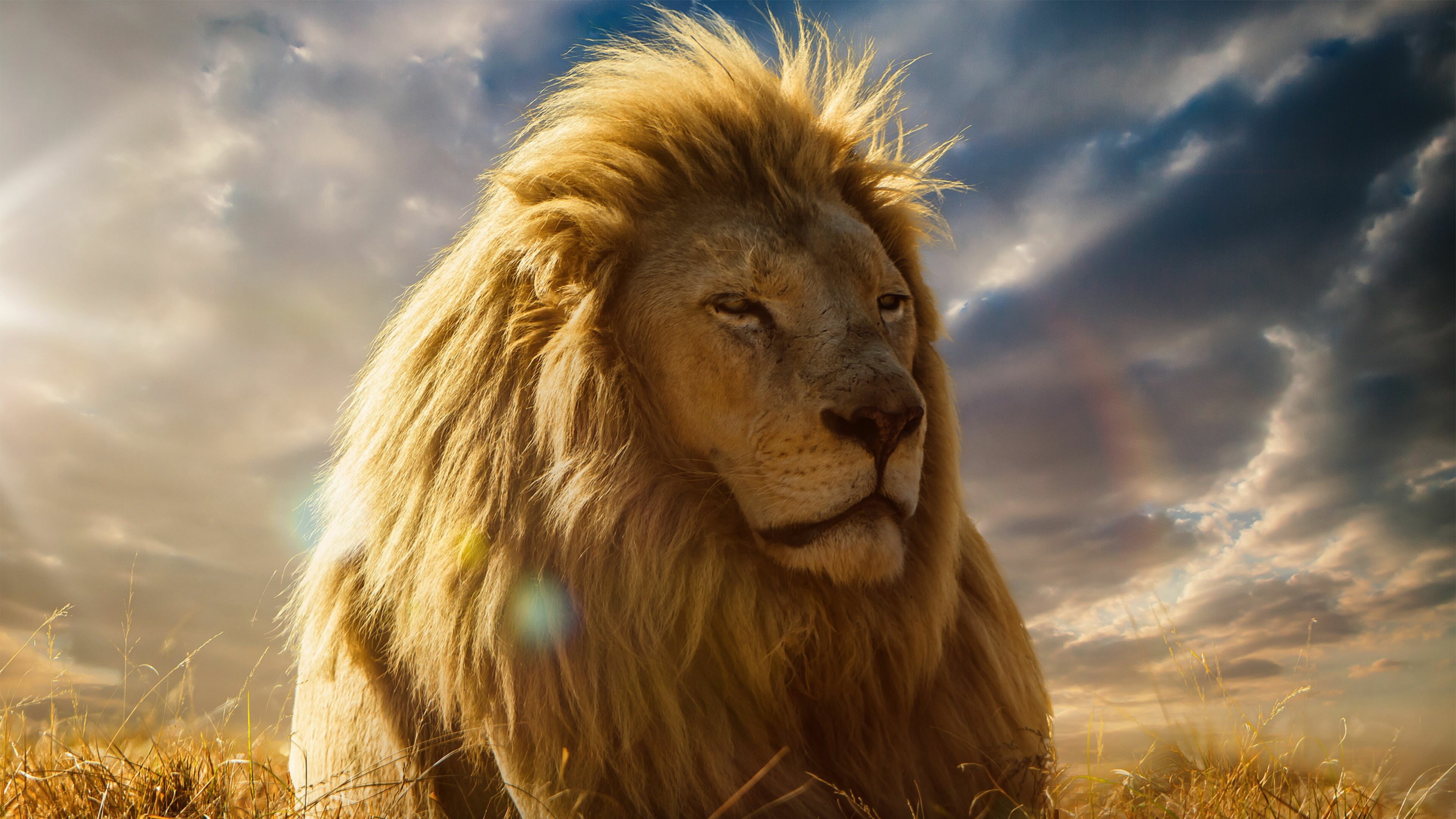 The Lion King: A pride of lions rule over the animal kingdom from Pride Rock, Animated movie. 3840x2160 4K Wallpaper.