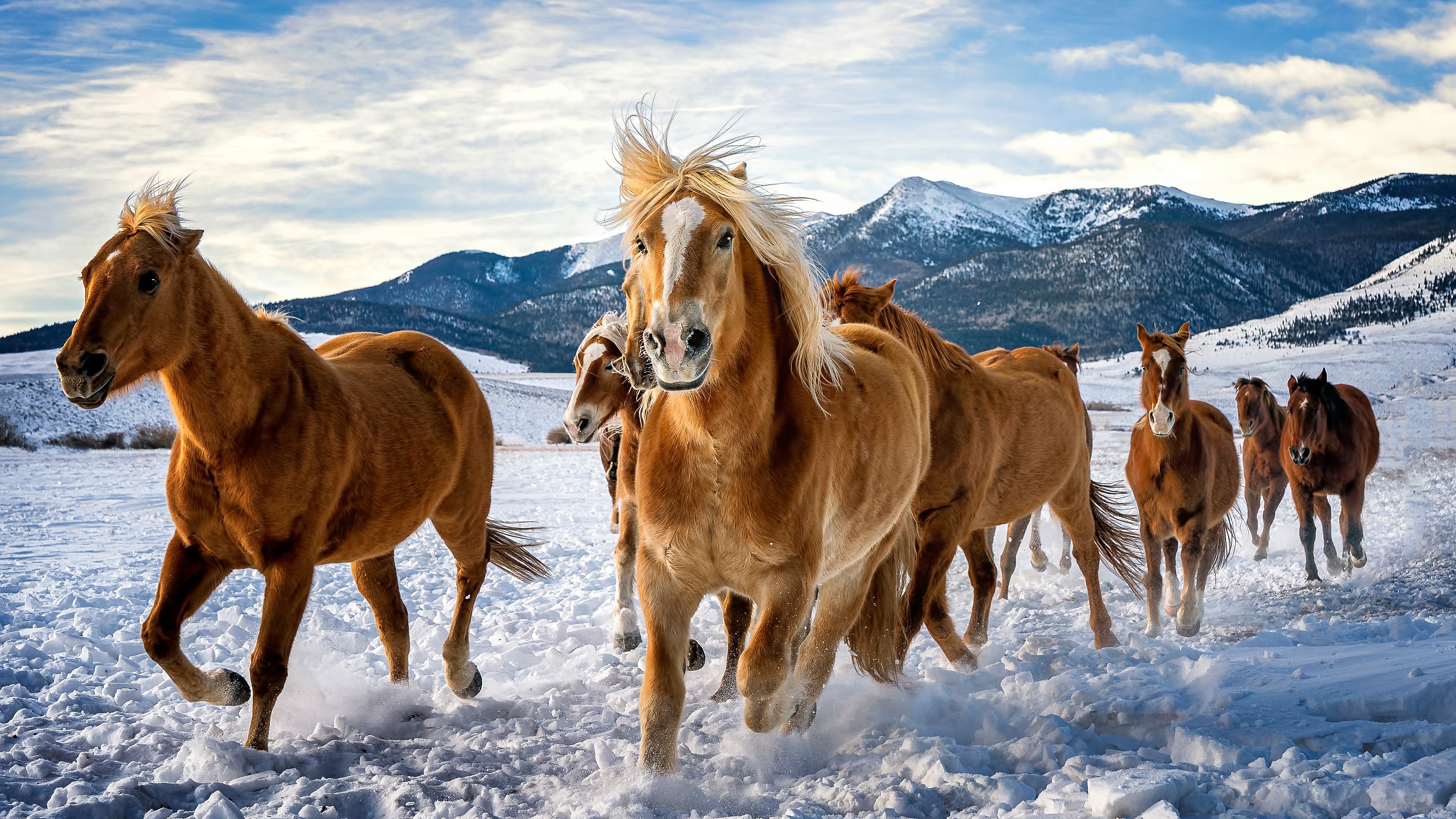 Majestic horses, Snowy wonderland, Graceful in white, Winter tranquility, 3840x2160 4K Desktop