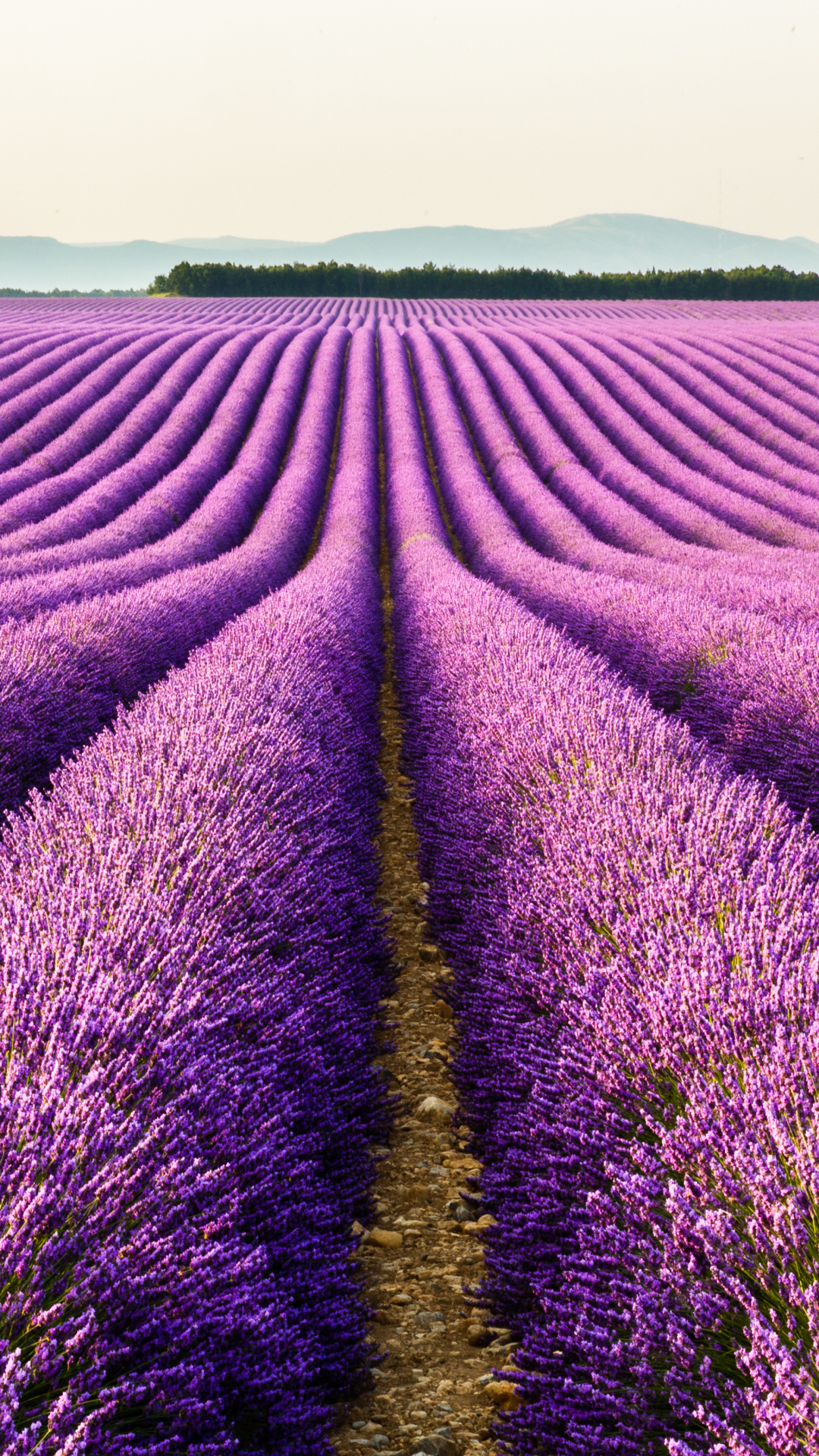 Earth lavender, Lavender fields, Nature's wonders, 1080x1920 Full HD Phone