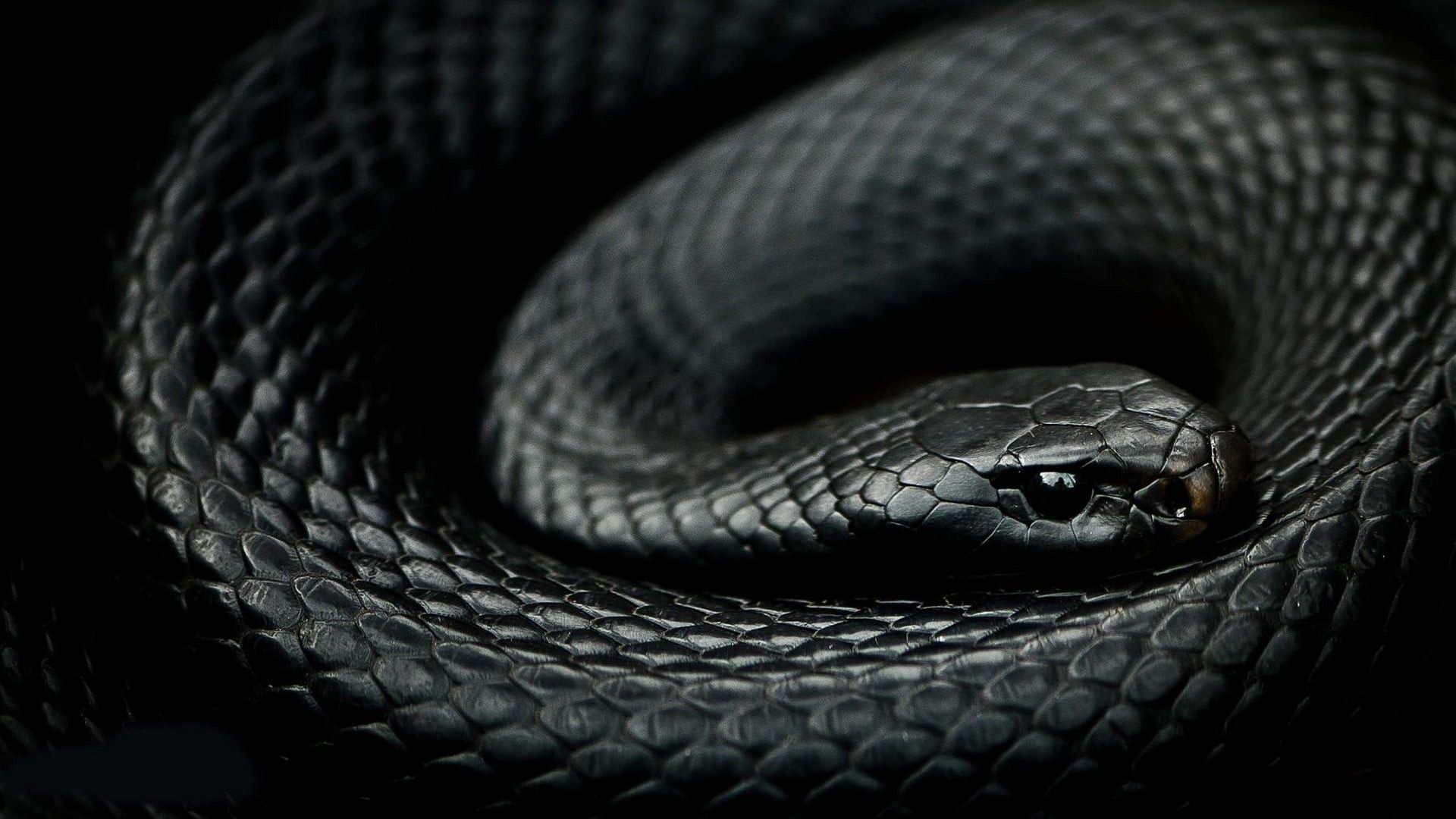 Serpent's slither, Sleek predator, Intriguing background, Sinister beauty, 1920x1080 Full HD Desktop