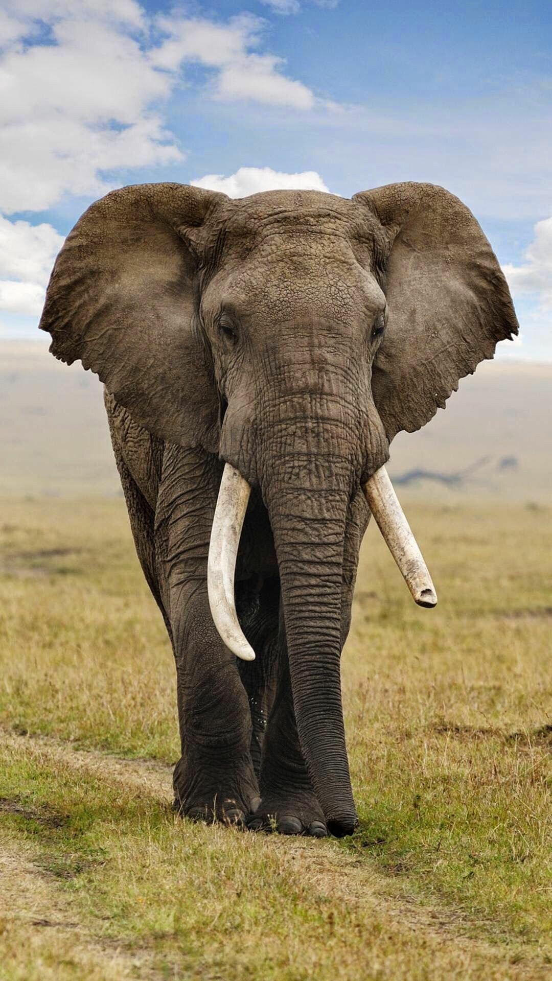 Elephant: The world's largest terrestrial mammal. 1080x1920 Full HD Wallpaper.