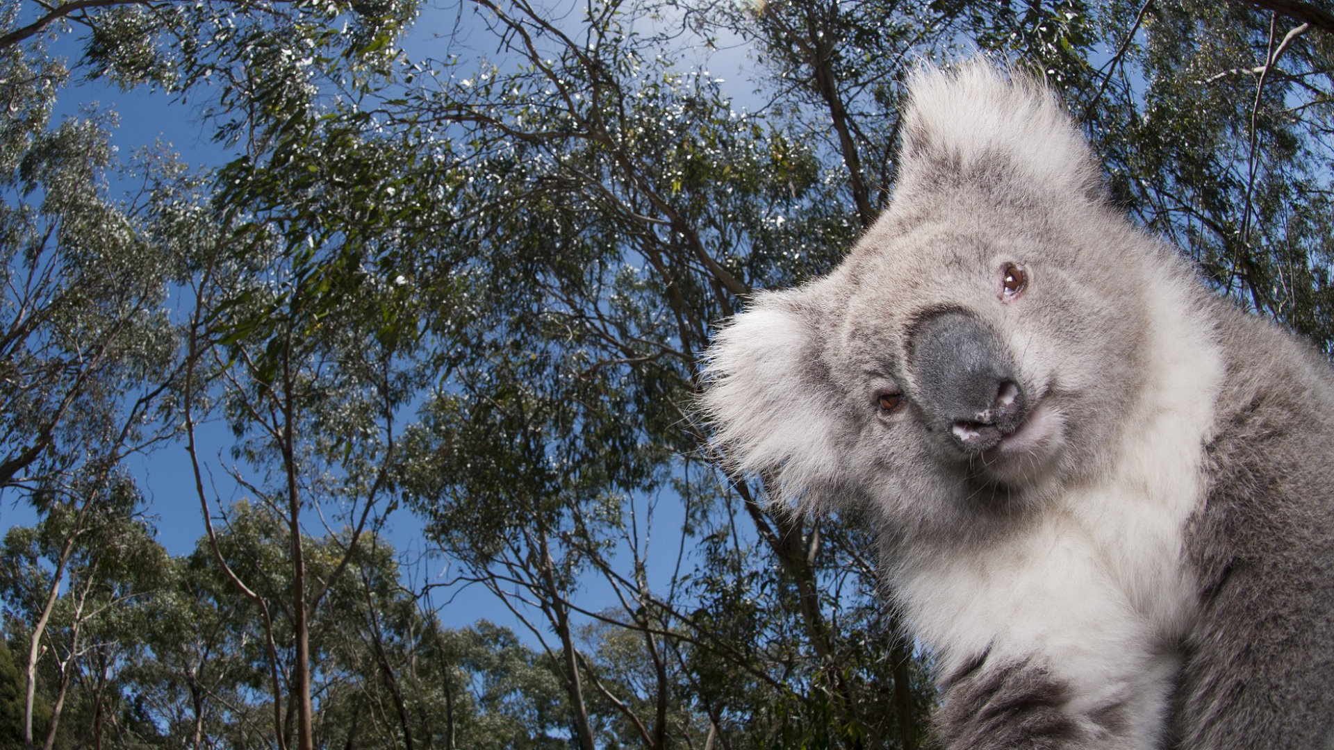 Koala cuteness, Charming wildlife, Koala wonder, Admiring nature's beauty, 1920x1080 Full HD Desktop