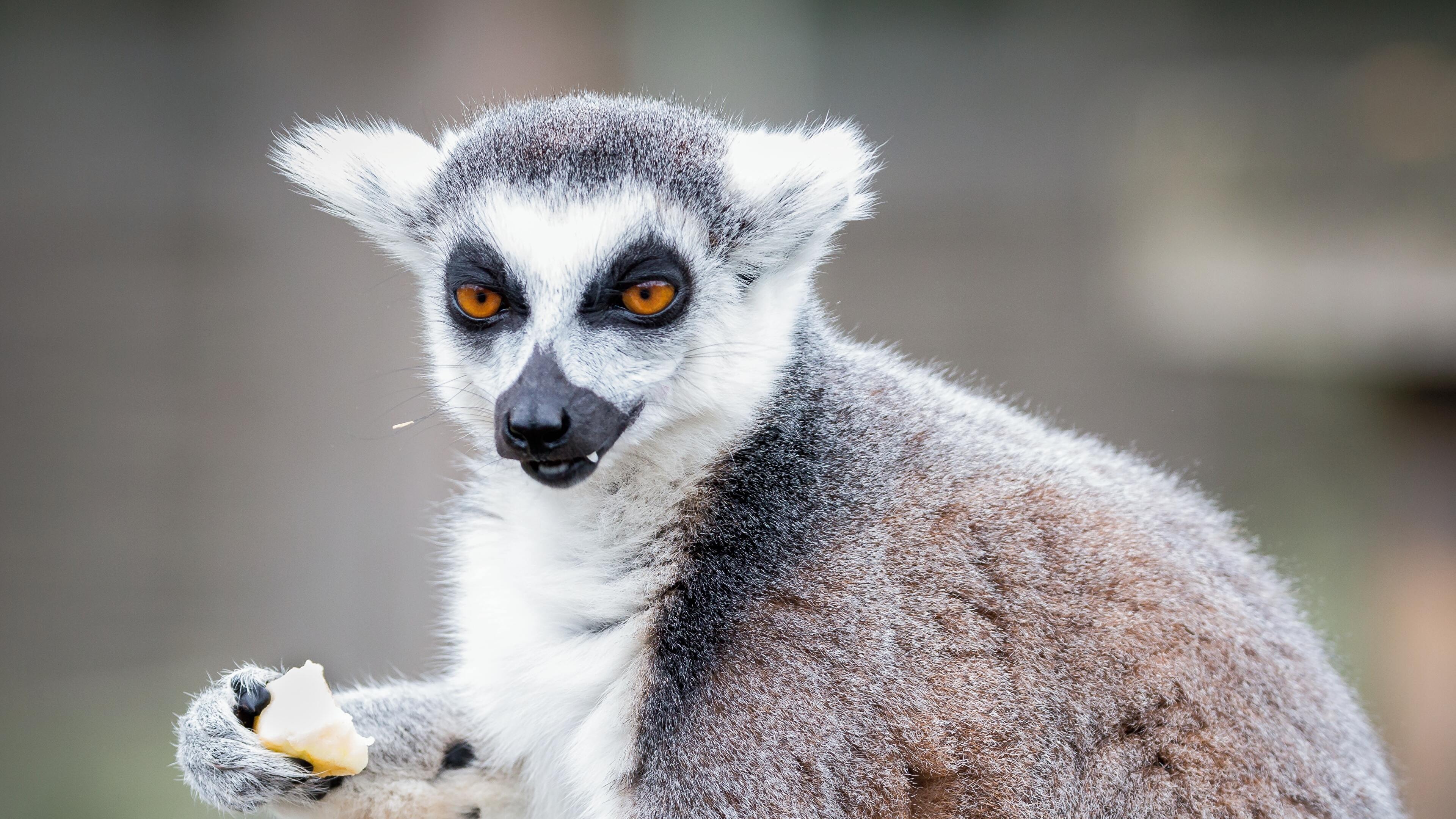 Lemur dining, Mealtime in 4K, Nature's buffet, Wildlife feast, 3840x2160 4K Desktop