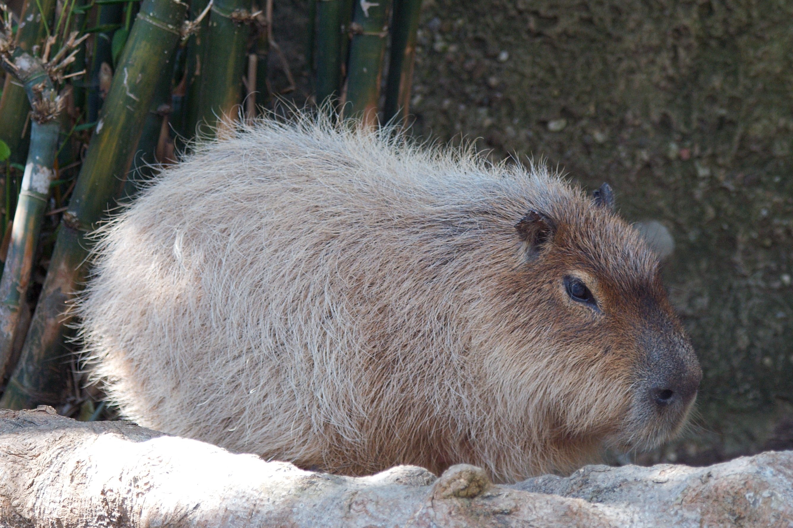Capybara animals, Wildlife photography, Adorable rodents, Cute pictures, 2680x1780 HD Desktop