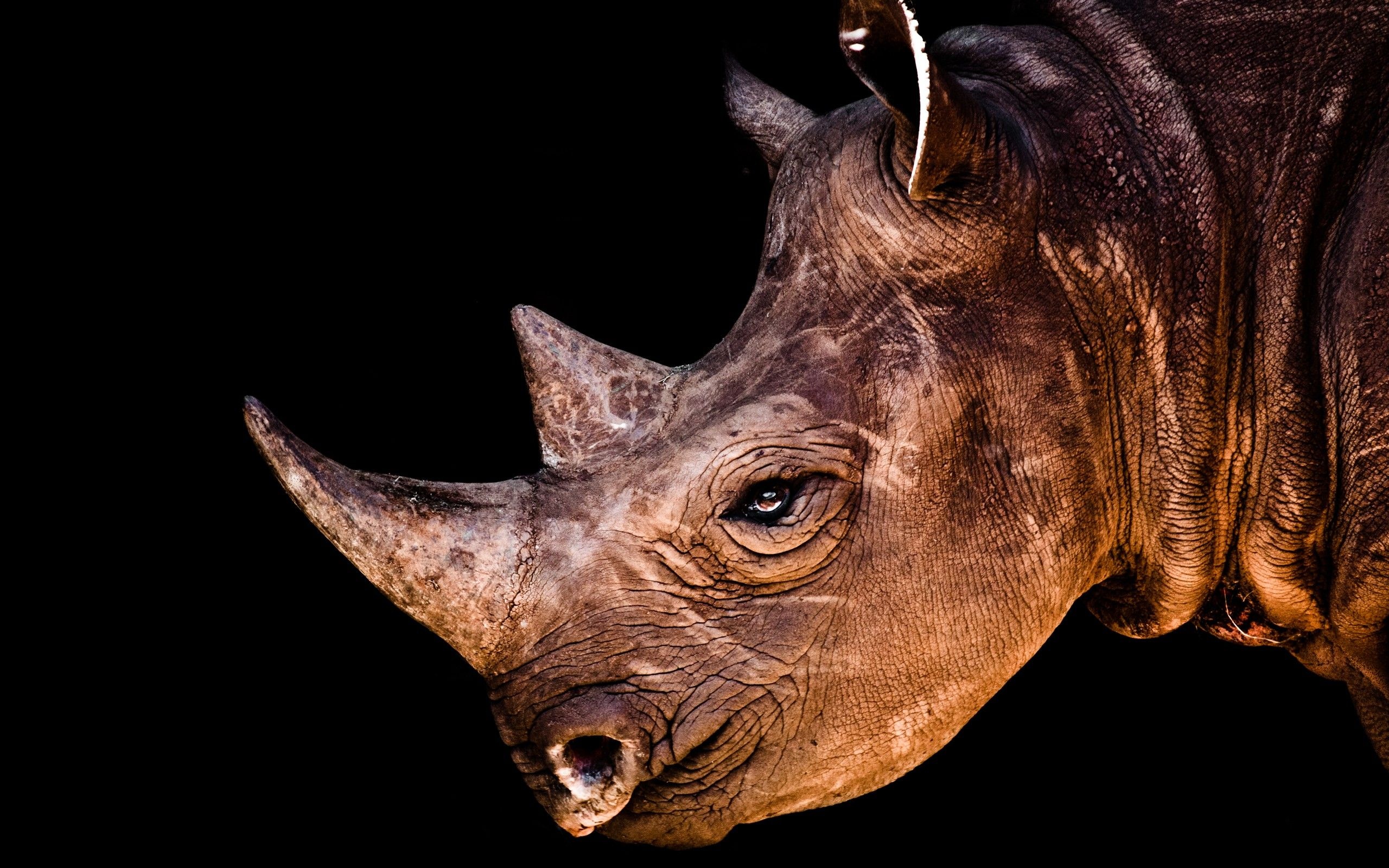Rhinoceros images, Rhino pictures, Rhino-inspired wallpapers, Rhino representation, 2560x1600 HD Desktop