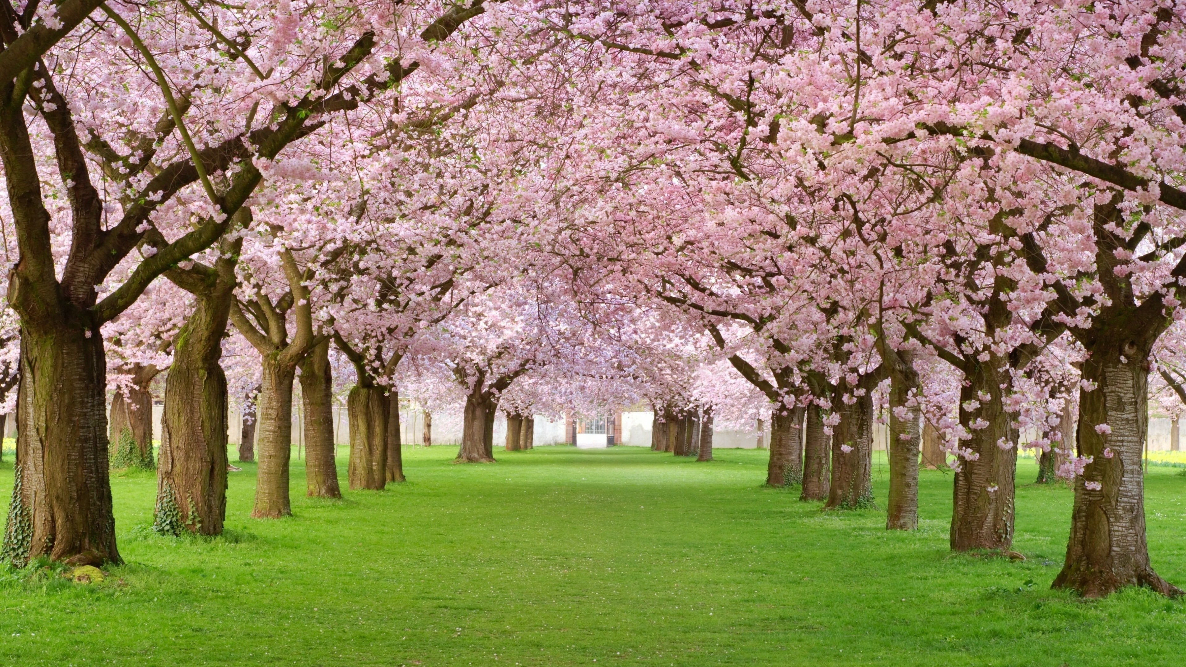 Blossoming park wallpaper, Pink nature's beauty, Vibrant floral display, Seasonal charm, 3840x2160 4K Desktop