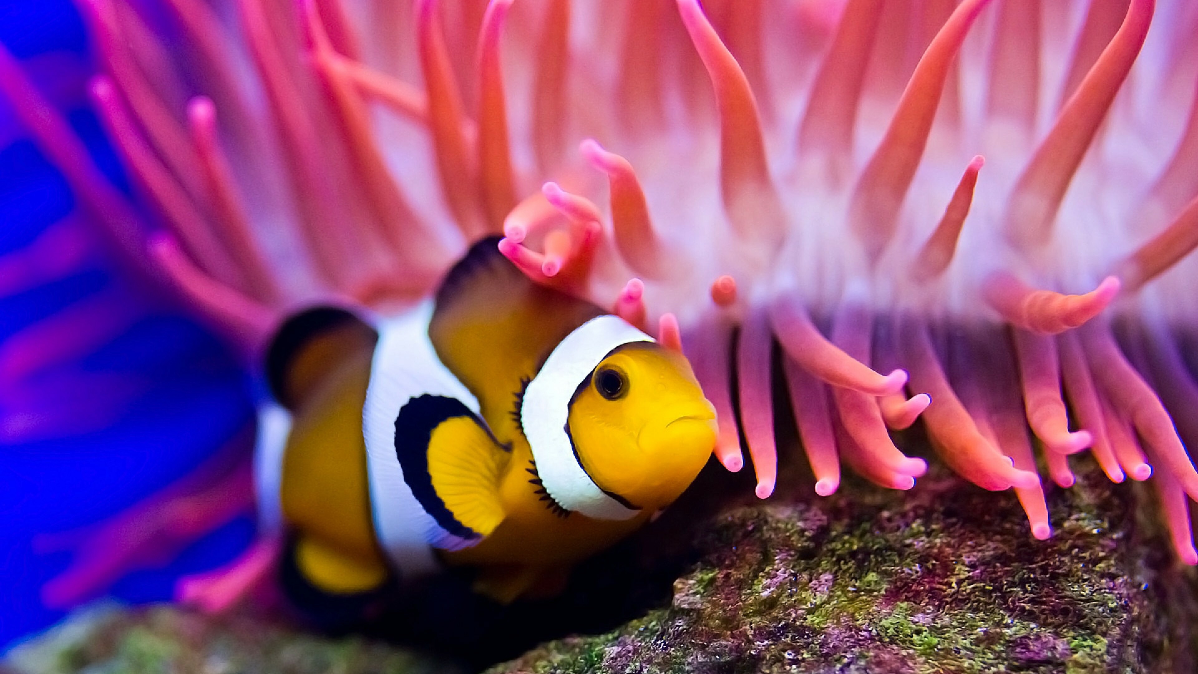 Fish: Amphiprion ocellaris, Found in different colors, depending on where they are located. 3840x2160 4K Wallpaper.