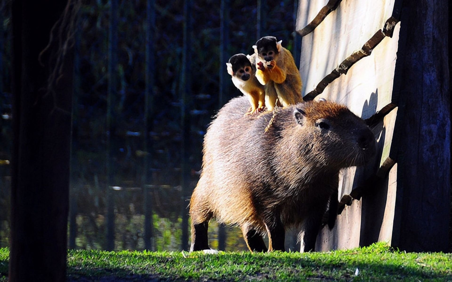 Capybara wallpaper, HD background, Cute animal, Hydrochoerus hydrochaeris, 1920x1200 HD Desktop