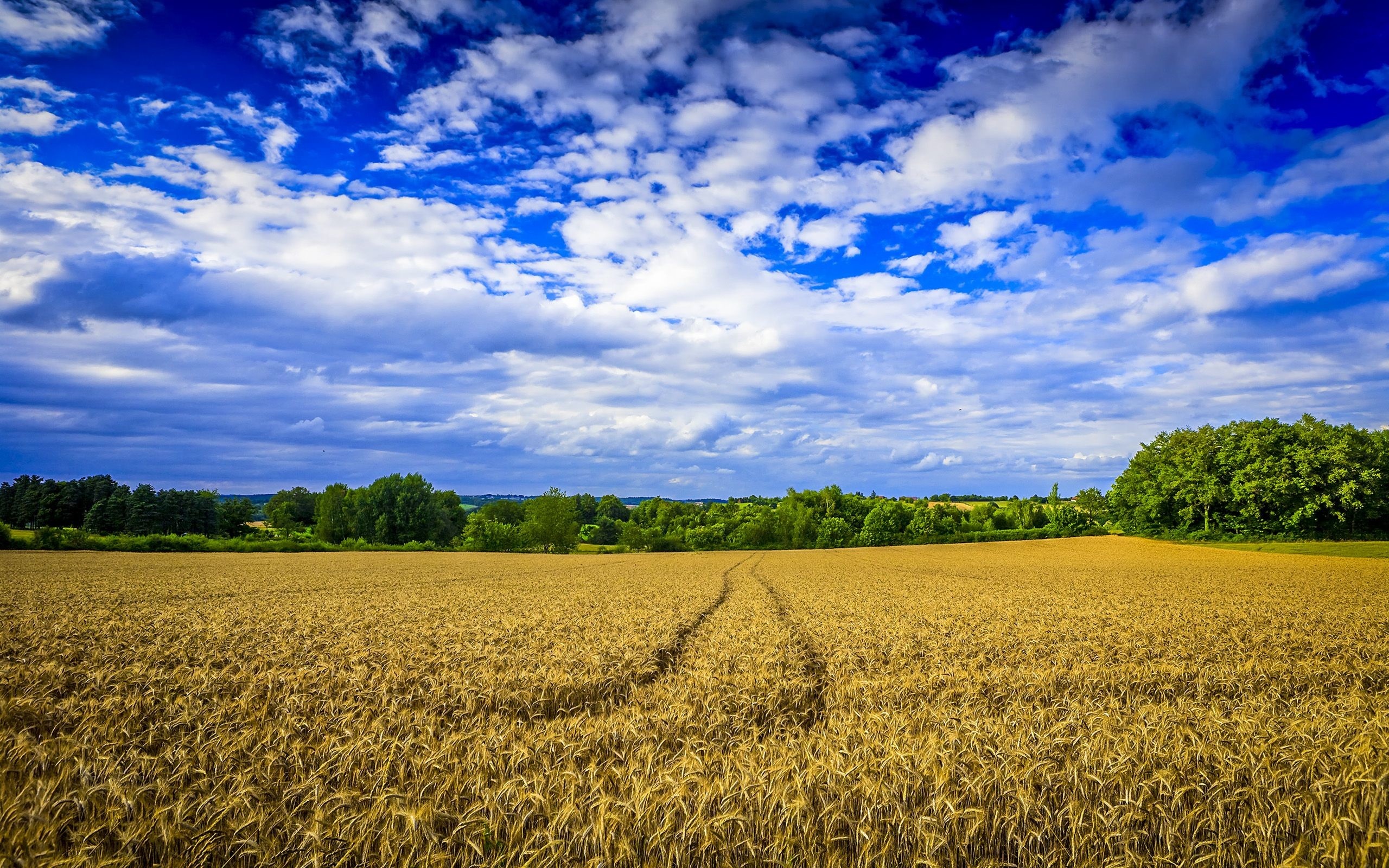 Farm: Countryside, Wheat filed, Crop. 2560x1600 HD Background.