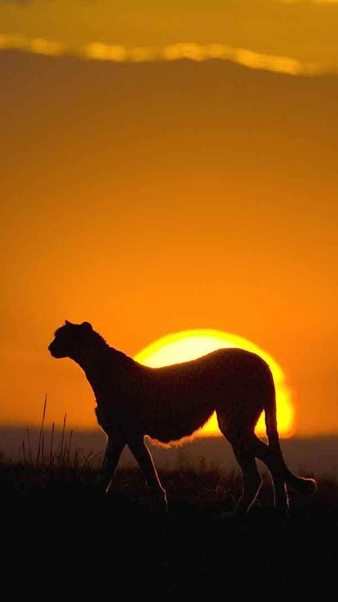 African sunsets, Untamed wilderness, Majestic wildlife, Natural beauty, 1080x1920 Full HD Handy