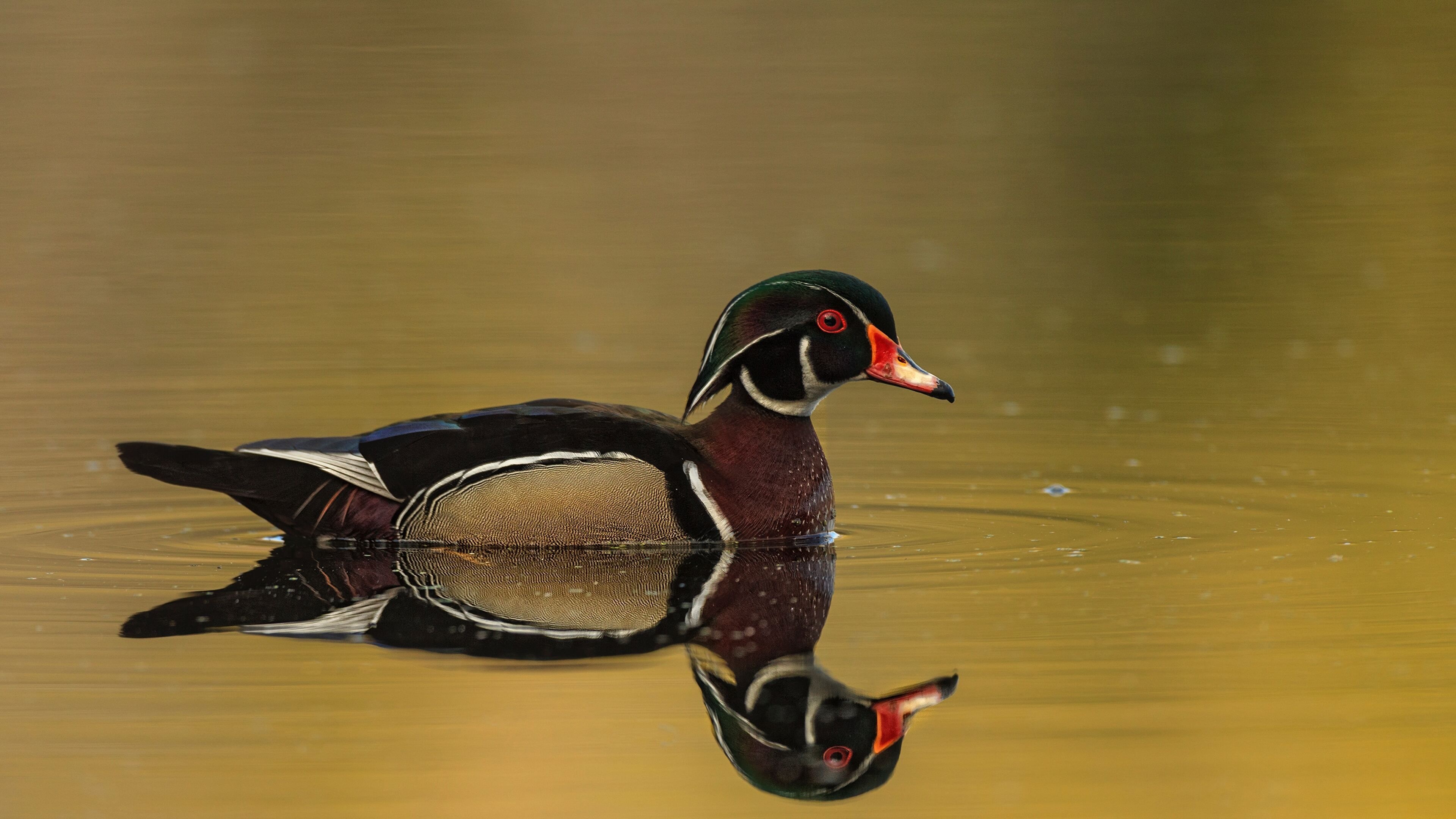 Wood duck photo, Majestic waterfowl, Captivating wildlife photography, Stunning duck portrait, 3840x2160 4K Desktop