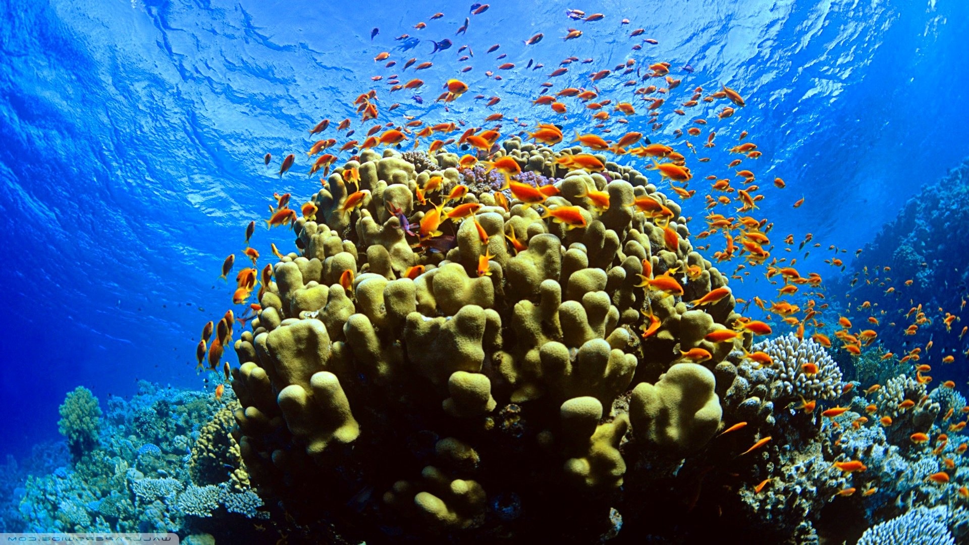 Sea Sponge: Fish, Nature, Ocean, Sea, Sealife, Underwater, Can create biodiversity hotspots. 1920x1080 Full HD Background.