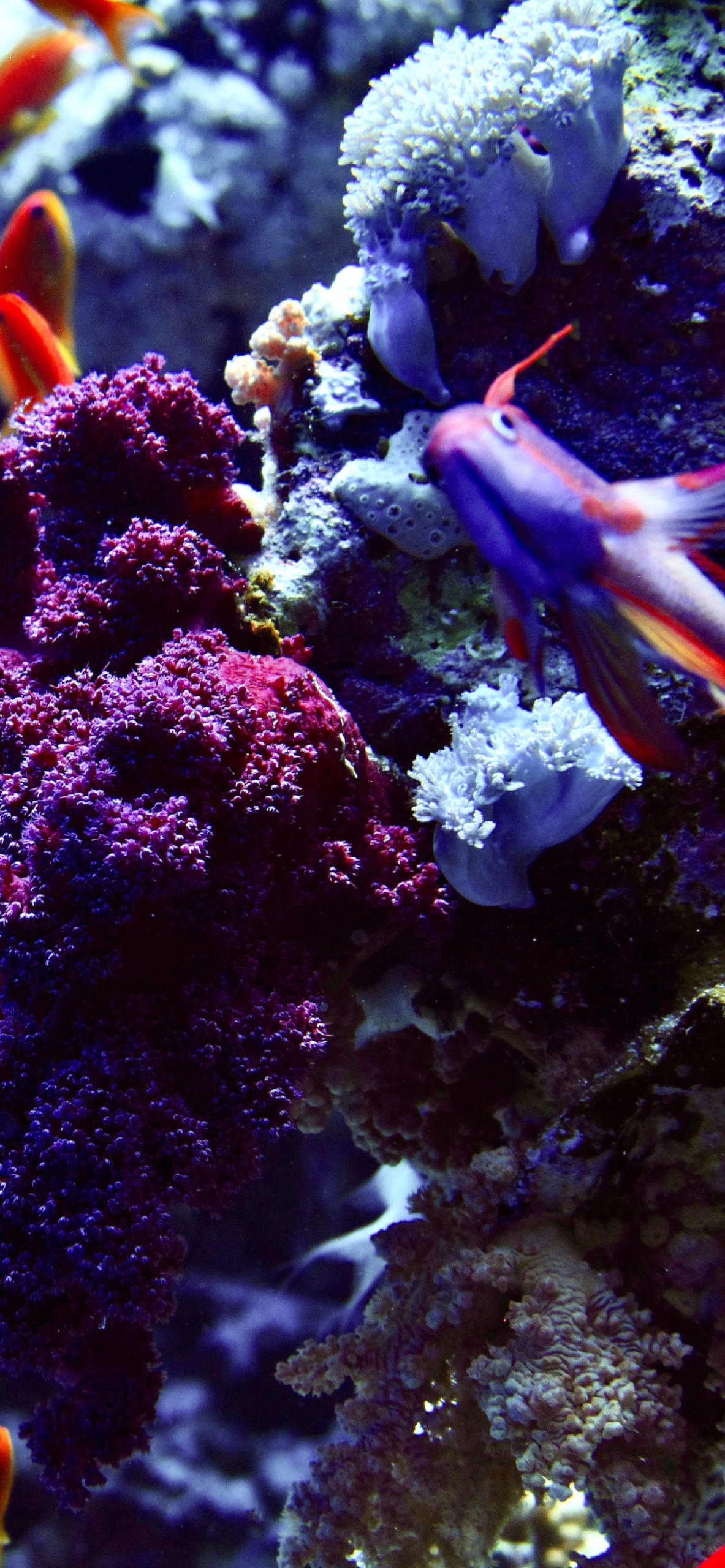 Coral Sea, Vibrant marine life, Coral reefs, Tropical paradise, 1190x2560 HD Handy