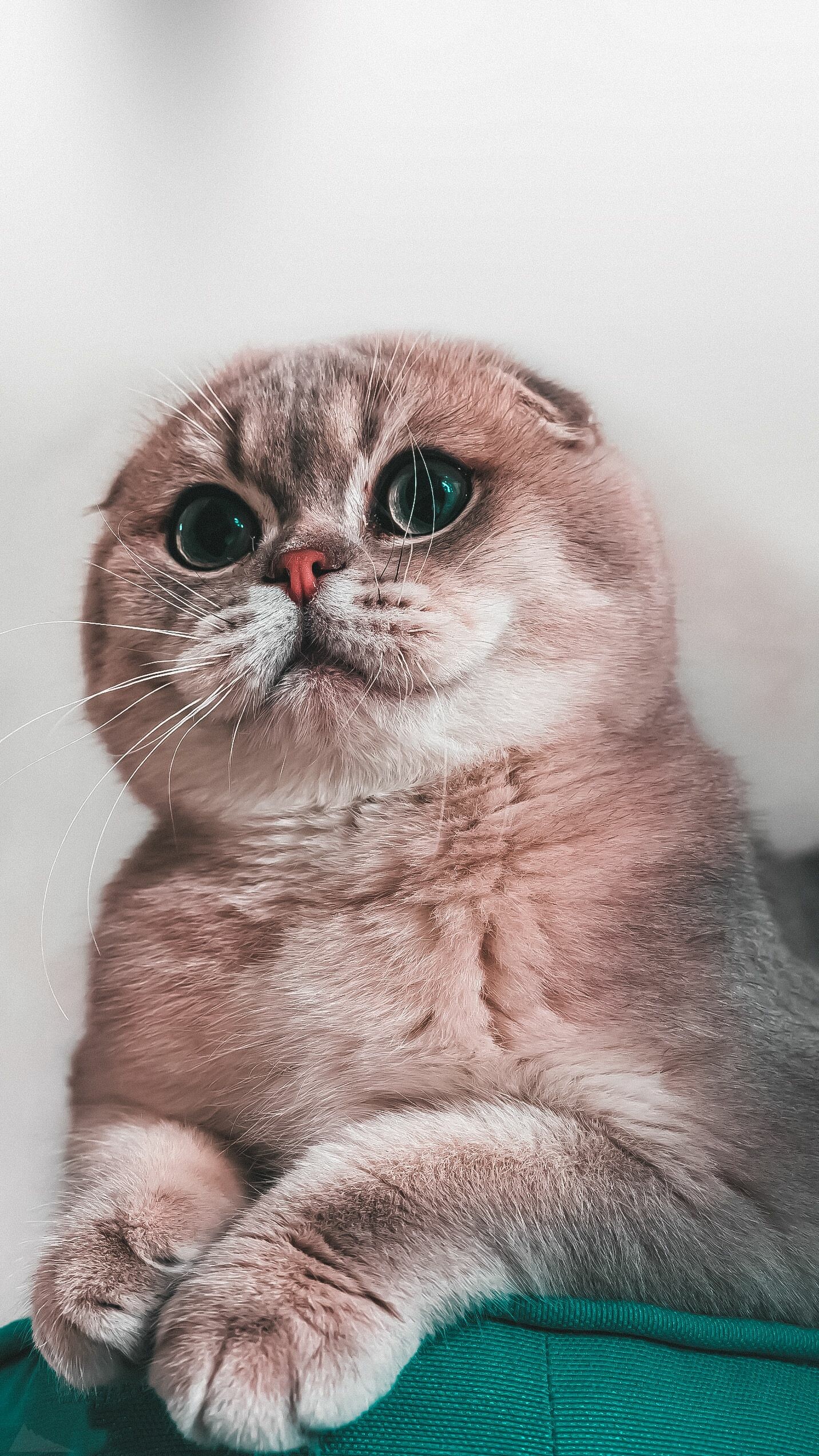 Scottish Fold: A well-rounded cat with medium bone. 1440x2550 HD Background.